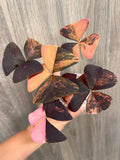 Purple Oxalis Triangularis Variegated