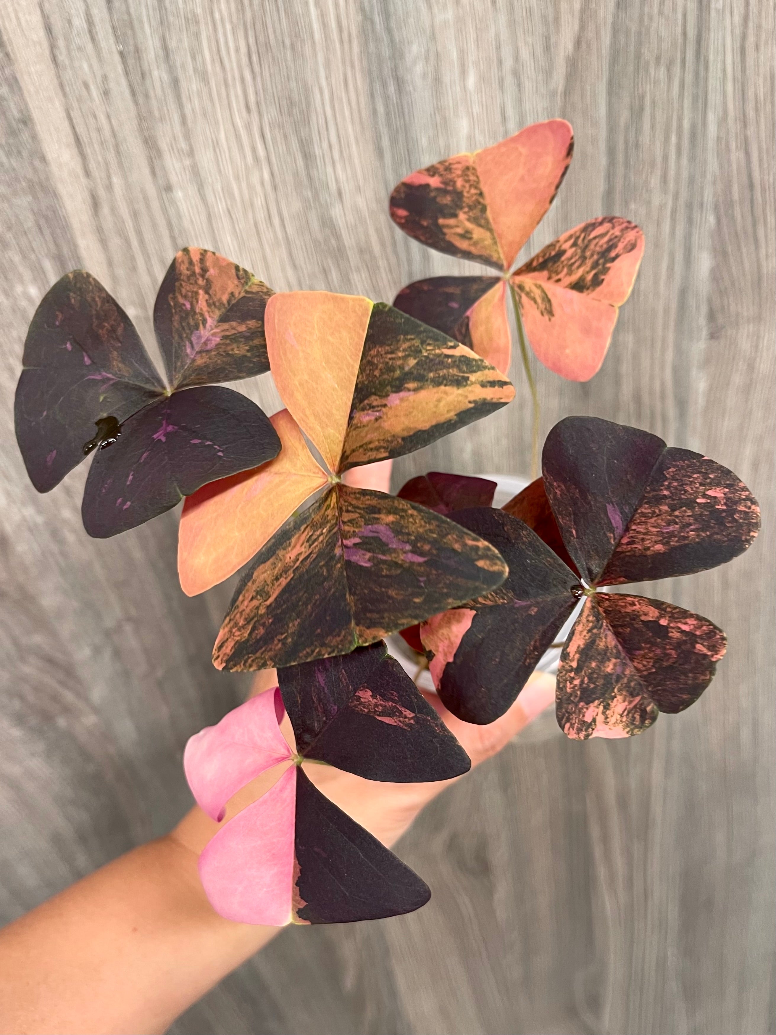 Purple Oxalis Triangularis Variegated
