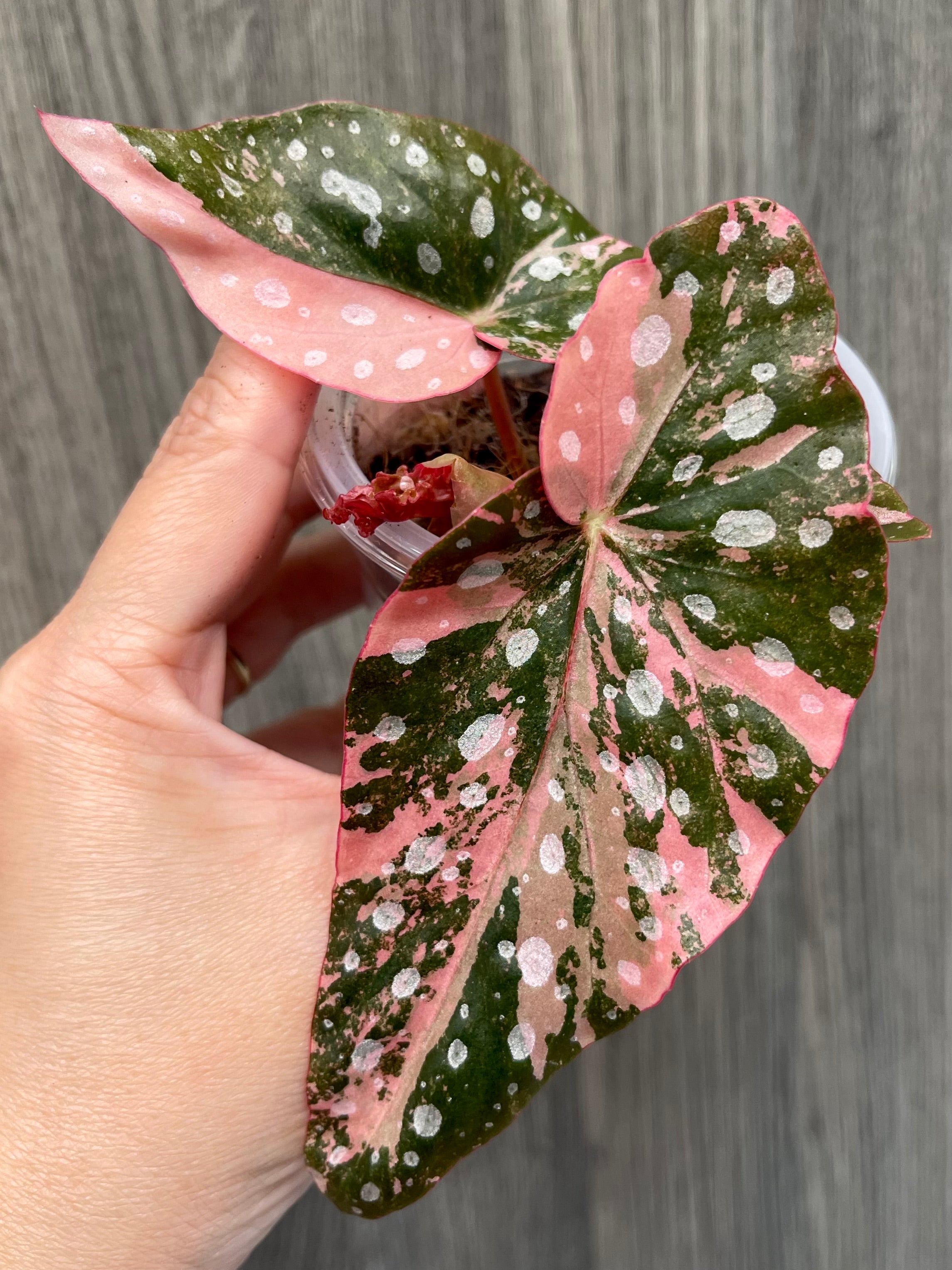 Begonia Maculata Pink