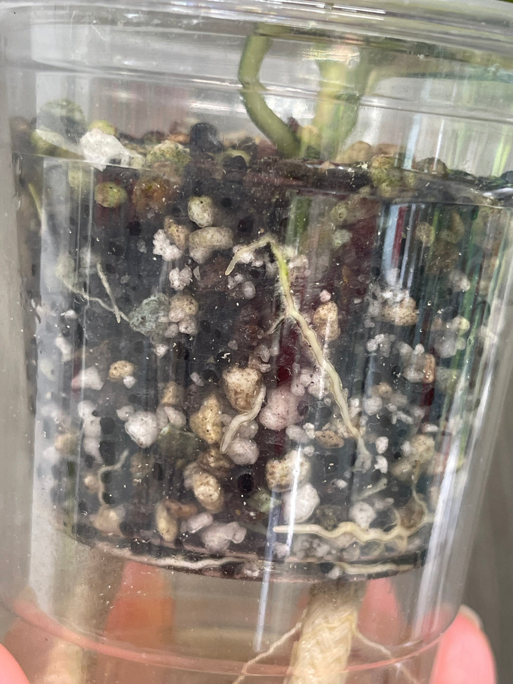 Hoya Nabawanensis Variegated