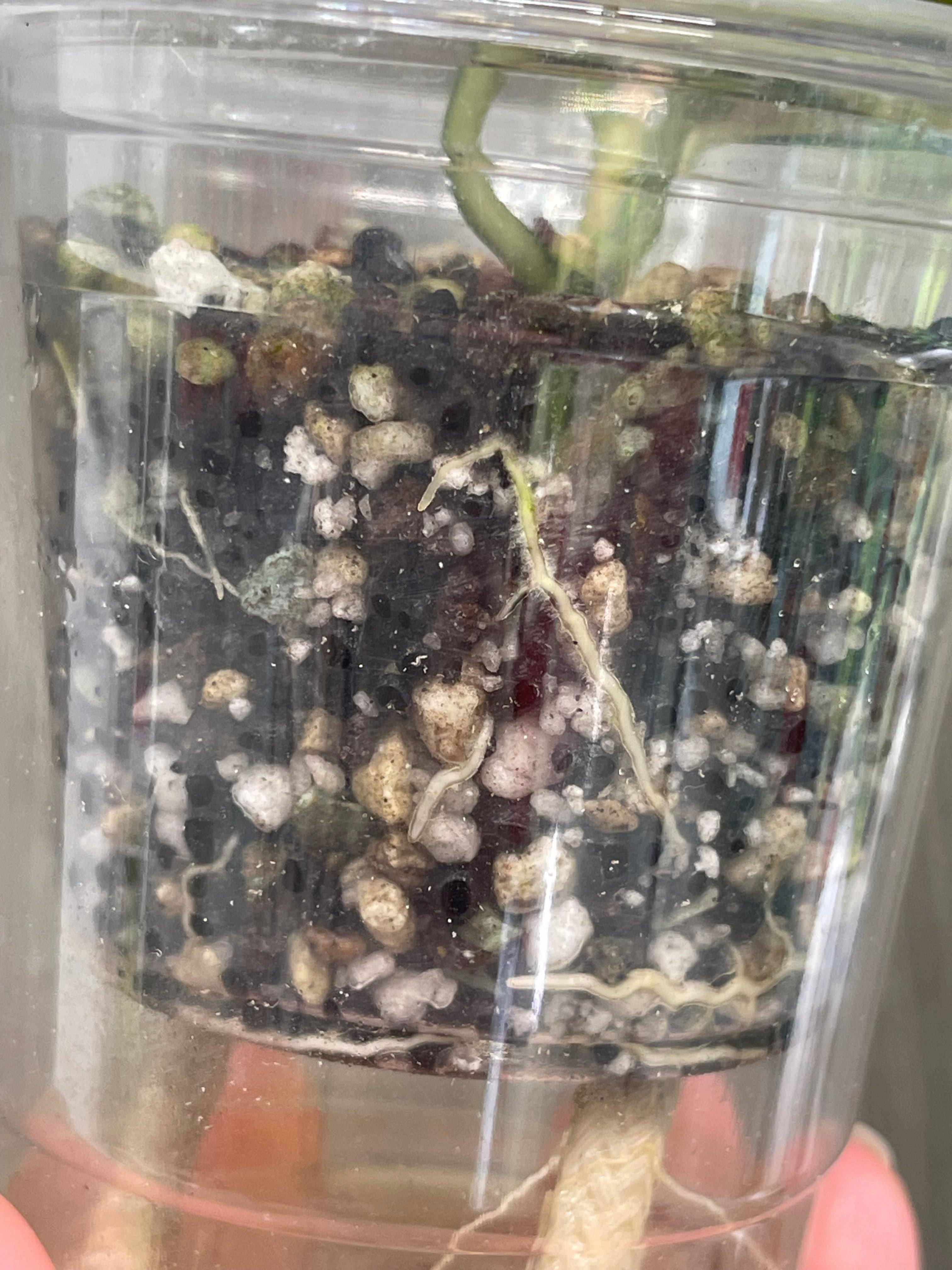 Hoya Nabawanensis Variegated