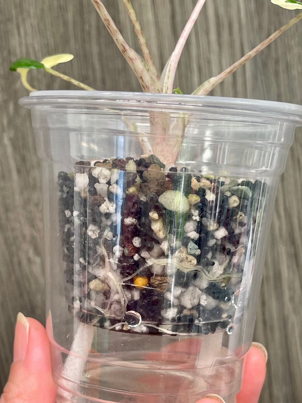 Alocasia Stingray Albo