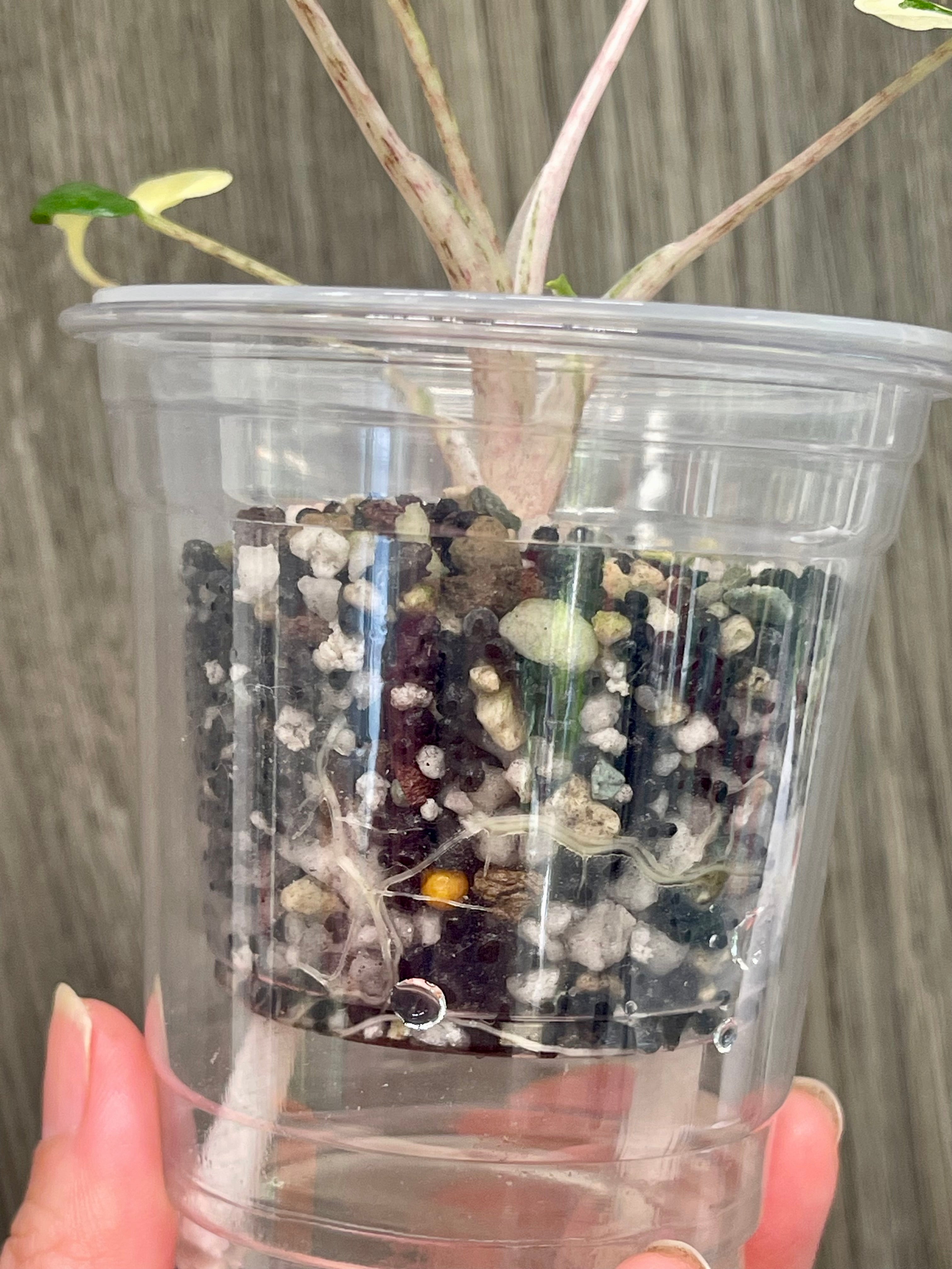 Alocasia Stingray Albo