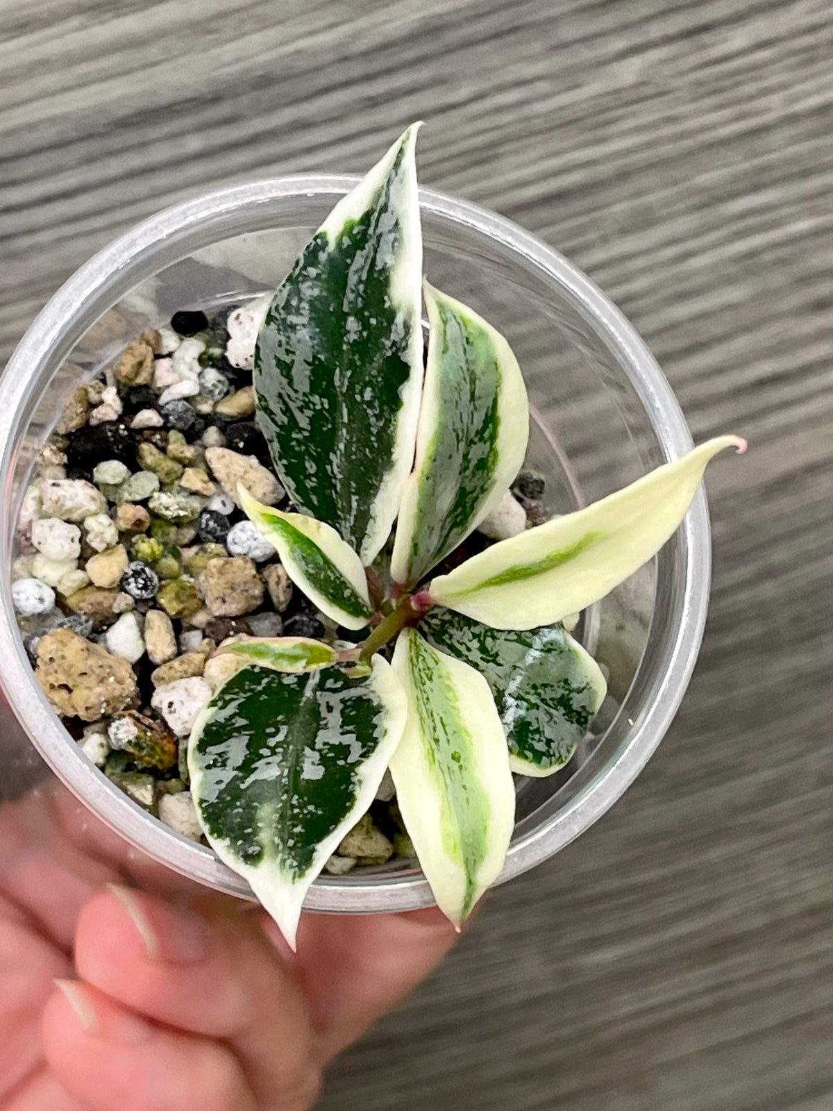 Hoya Lacunosa Lumina B