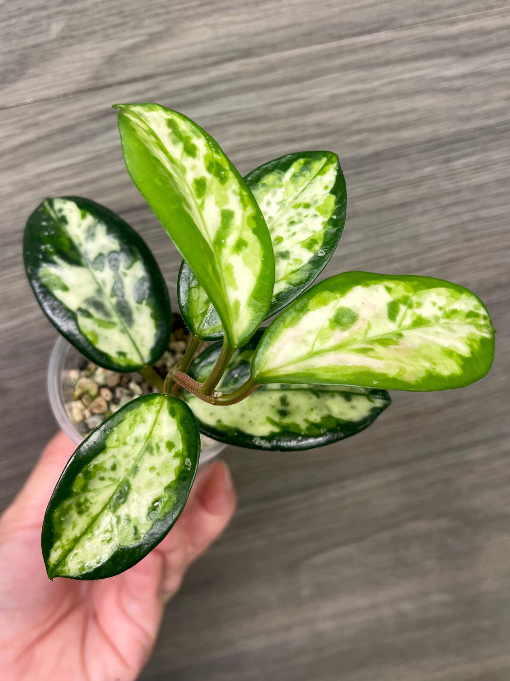 Hoya Madara Green Edge A