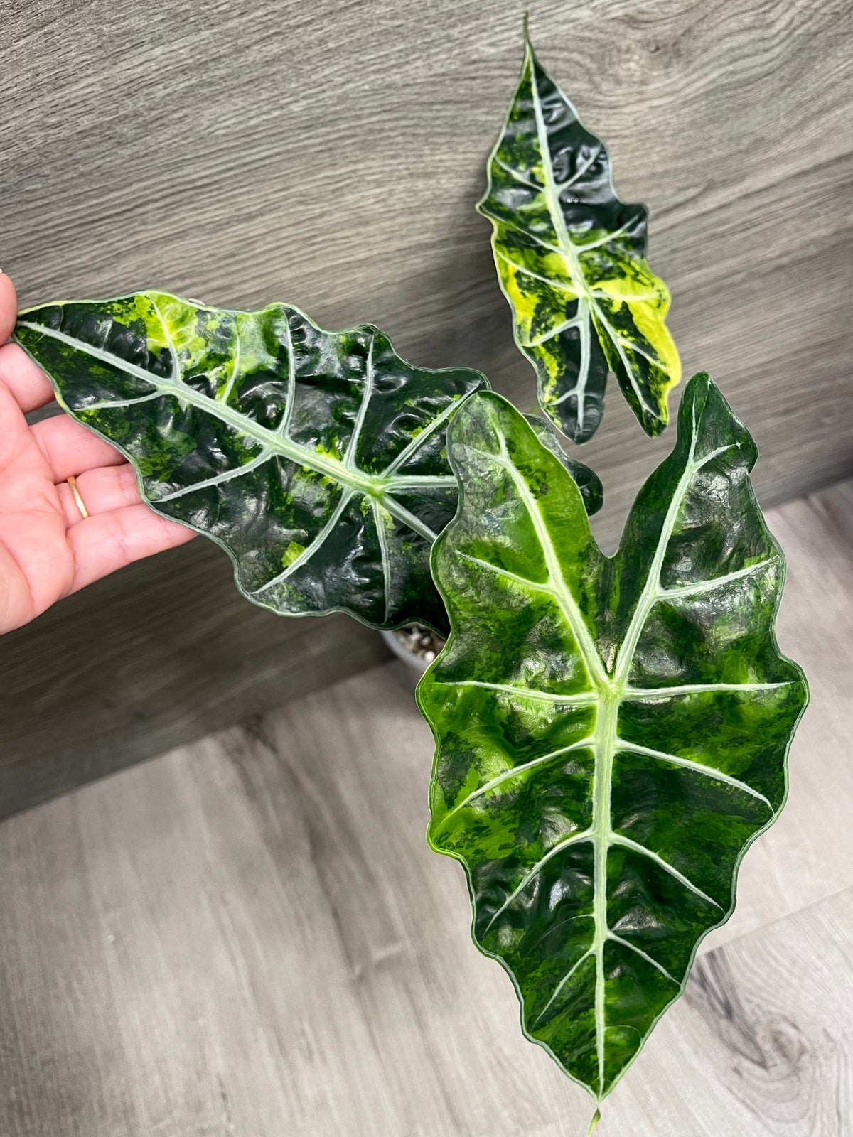 Alocasia Polly Bright Aurea B