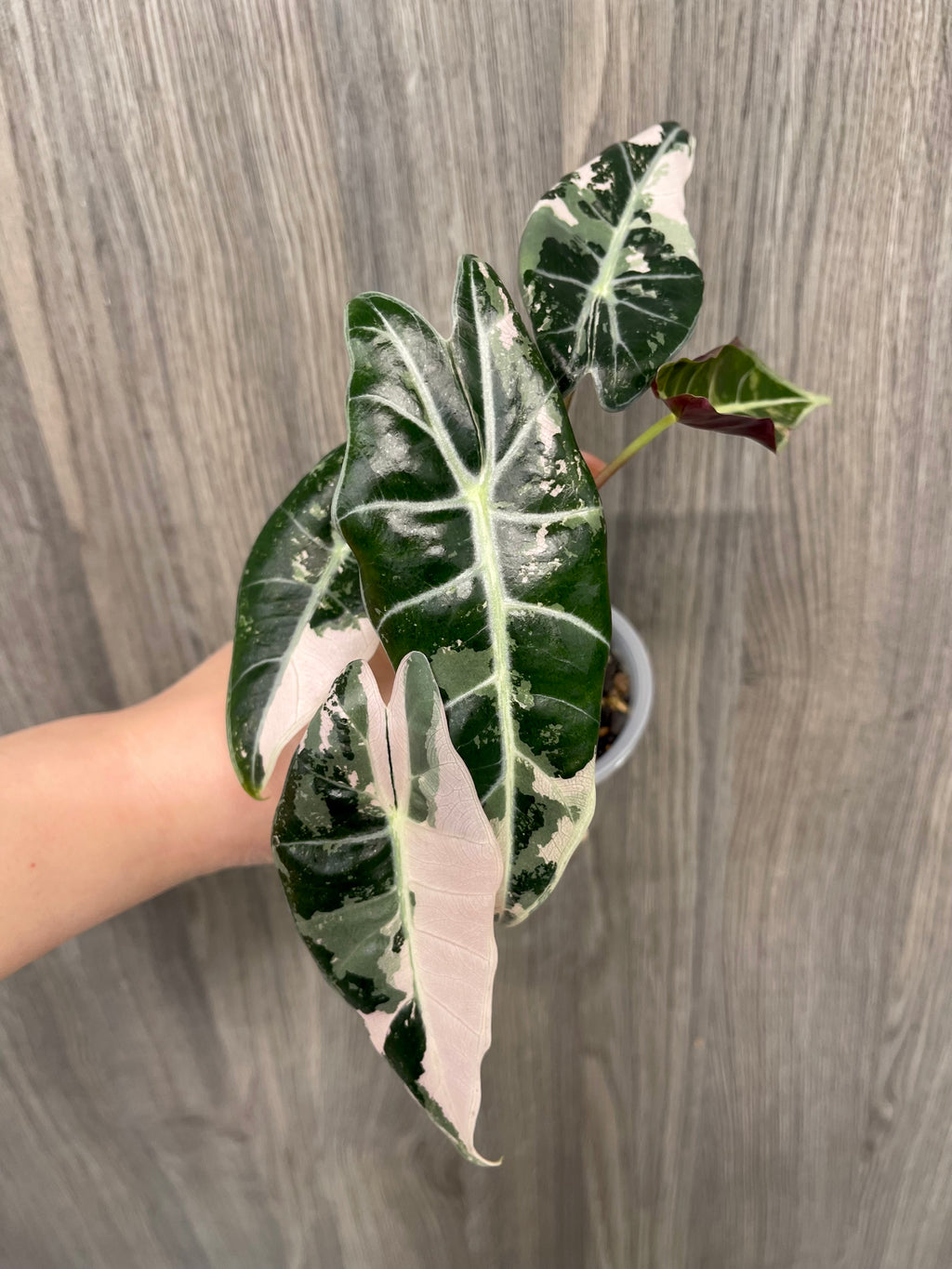 Alocasia Black Satun Pink A