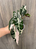 Alocasia Black Satun Pink A