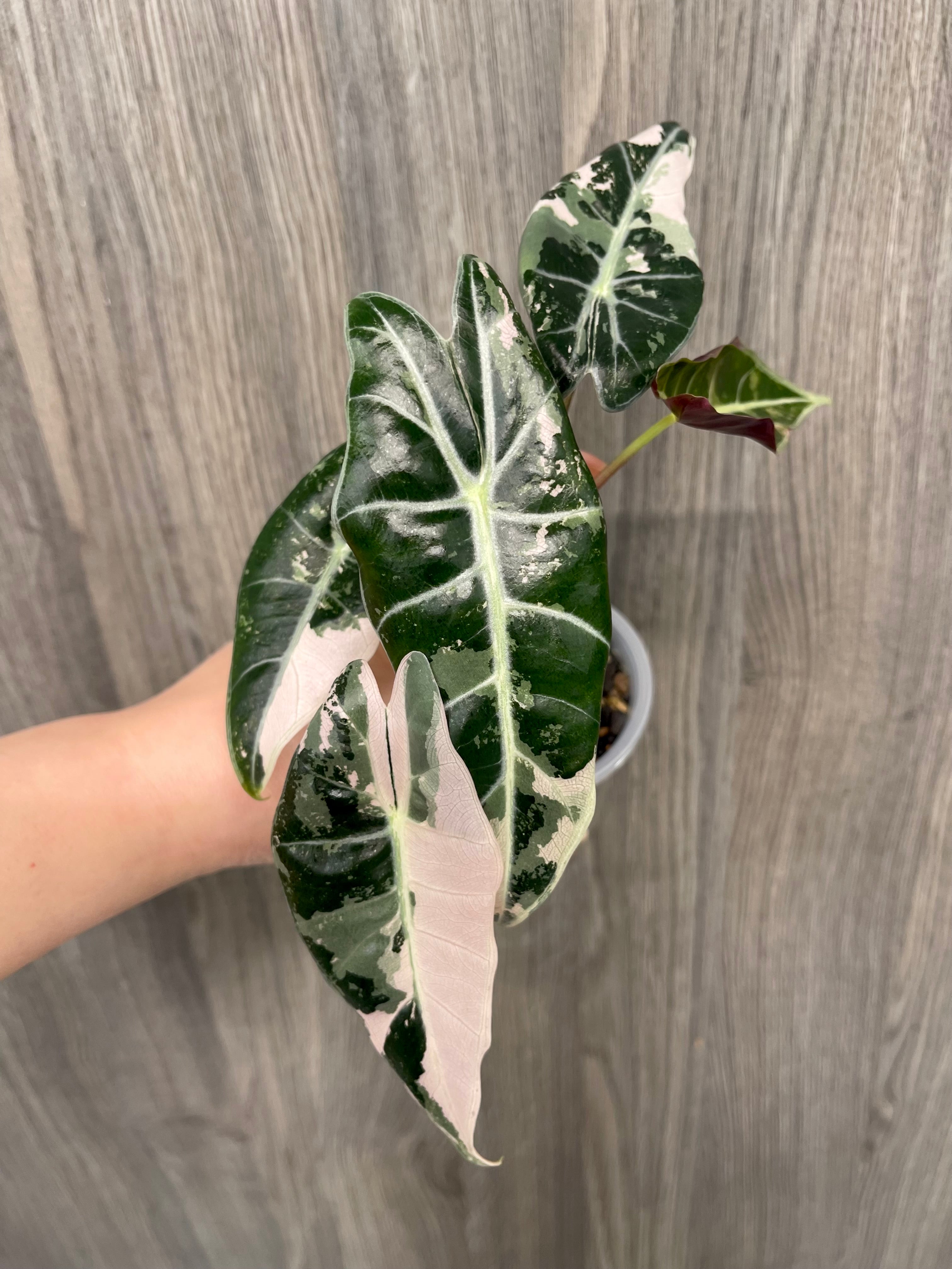 Alocasia Black Satun Pink A