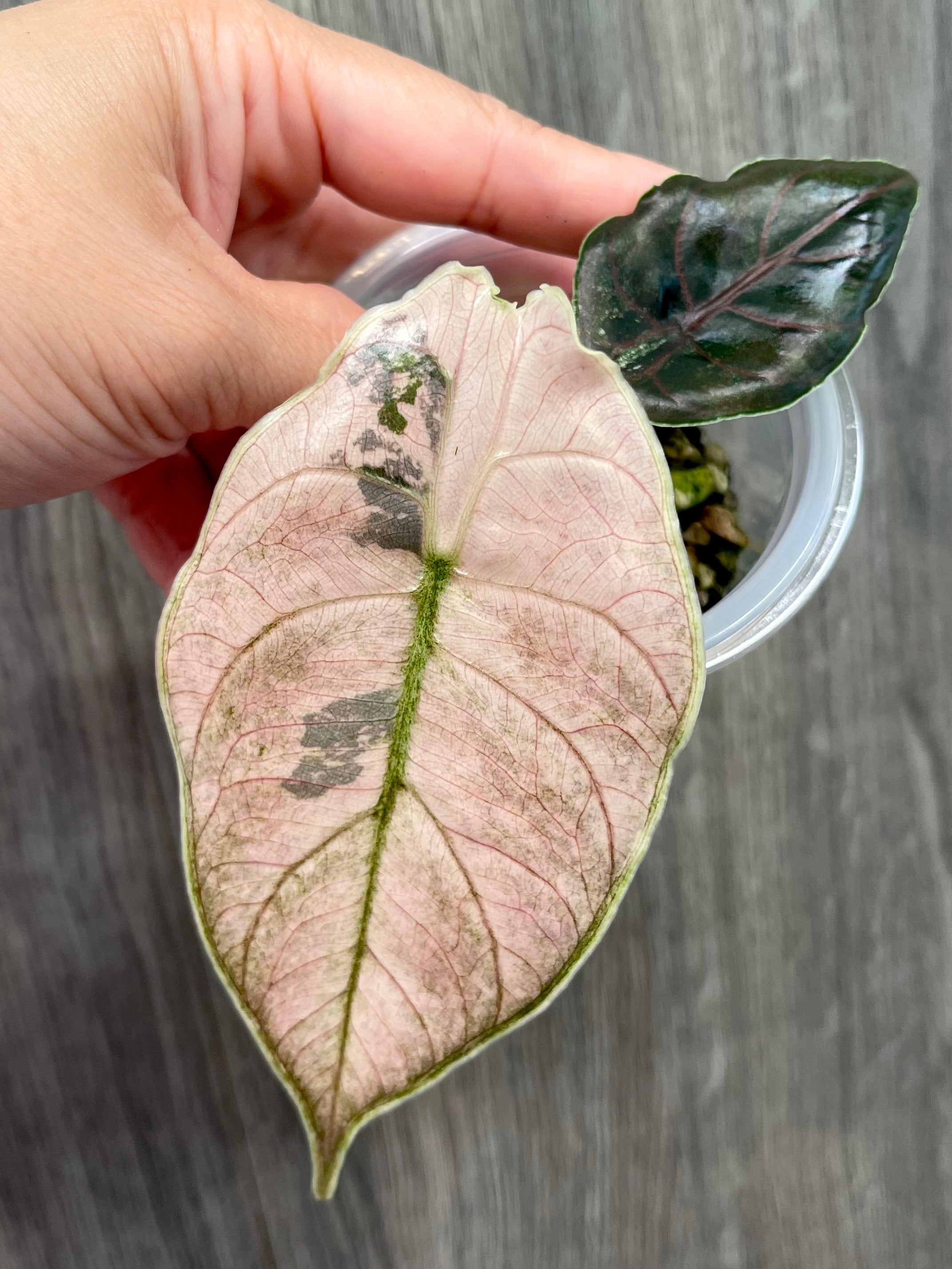 Alocasia Azlanii Pink Mint – TKL EXOTICA