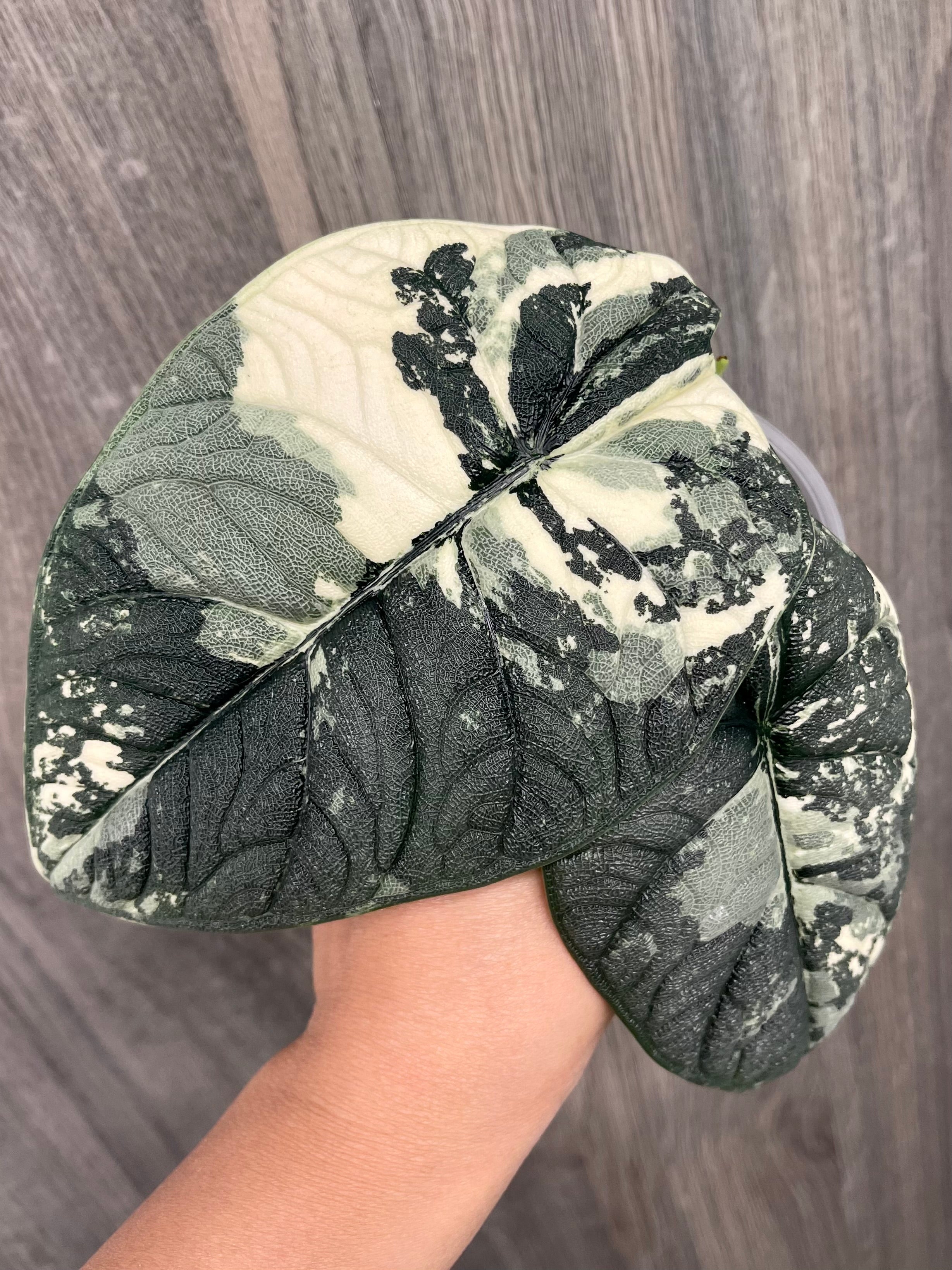 Alocasia Melo Mint C