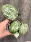 Hoya Latifolia Silver