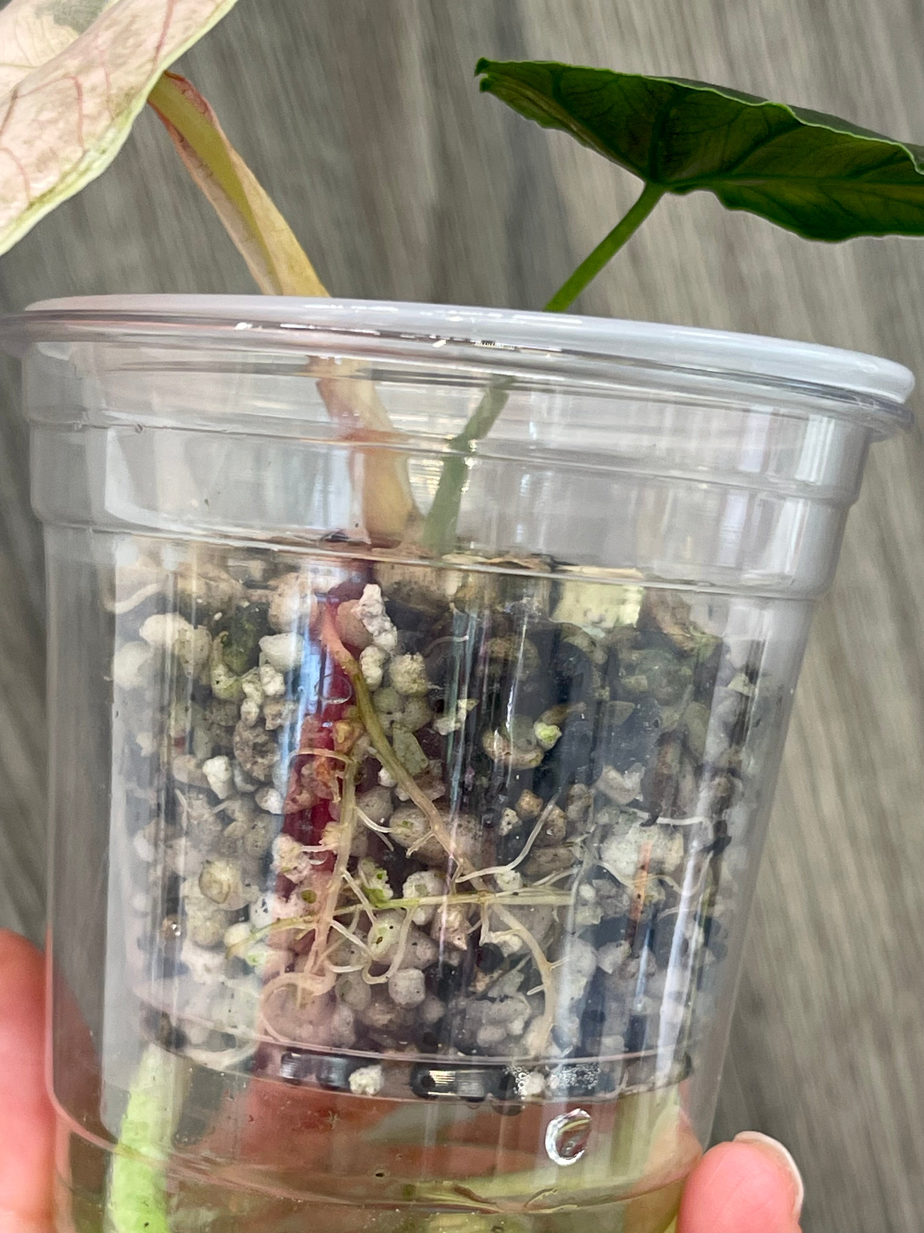 Alocasia Azlanii Pink Mint