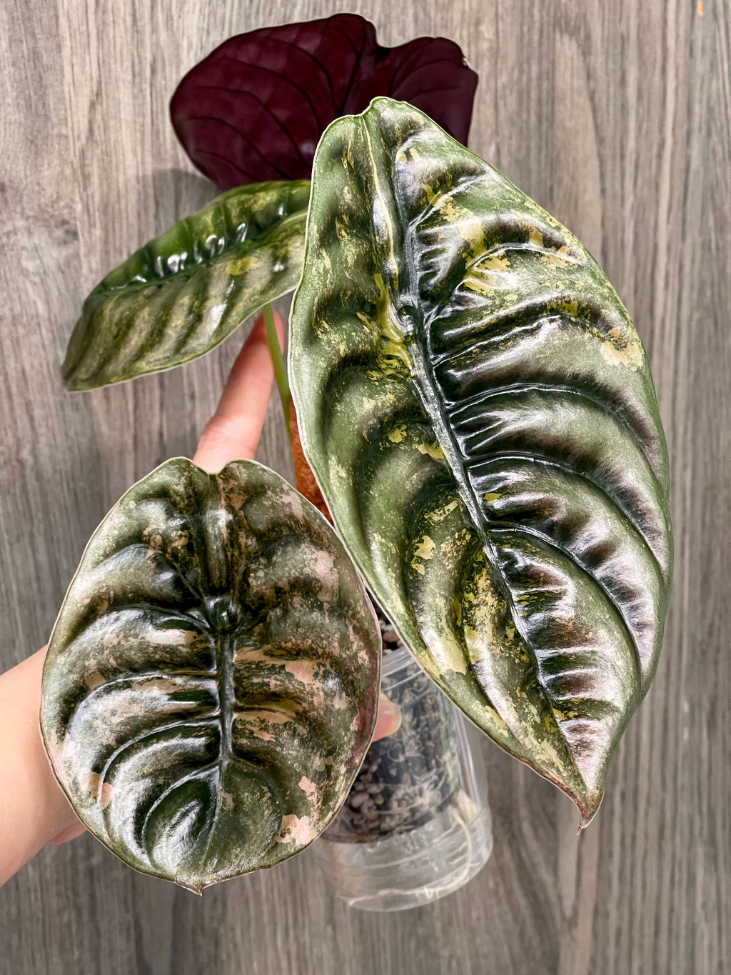 Alocasia Cuprea Latte