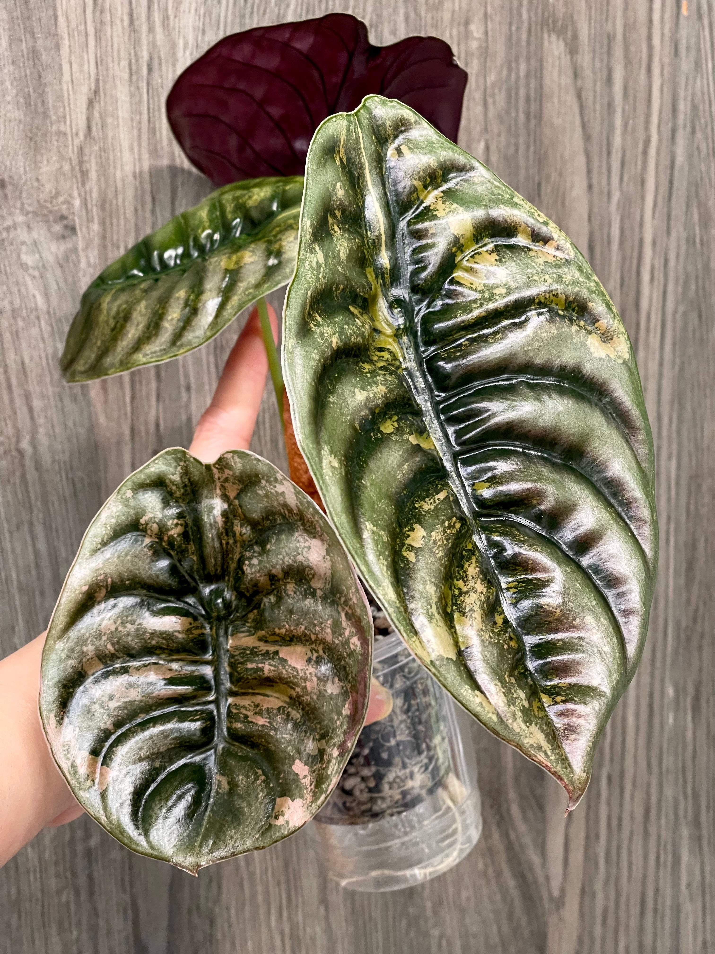 Alocasia Cuprea Latte