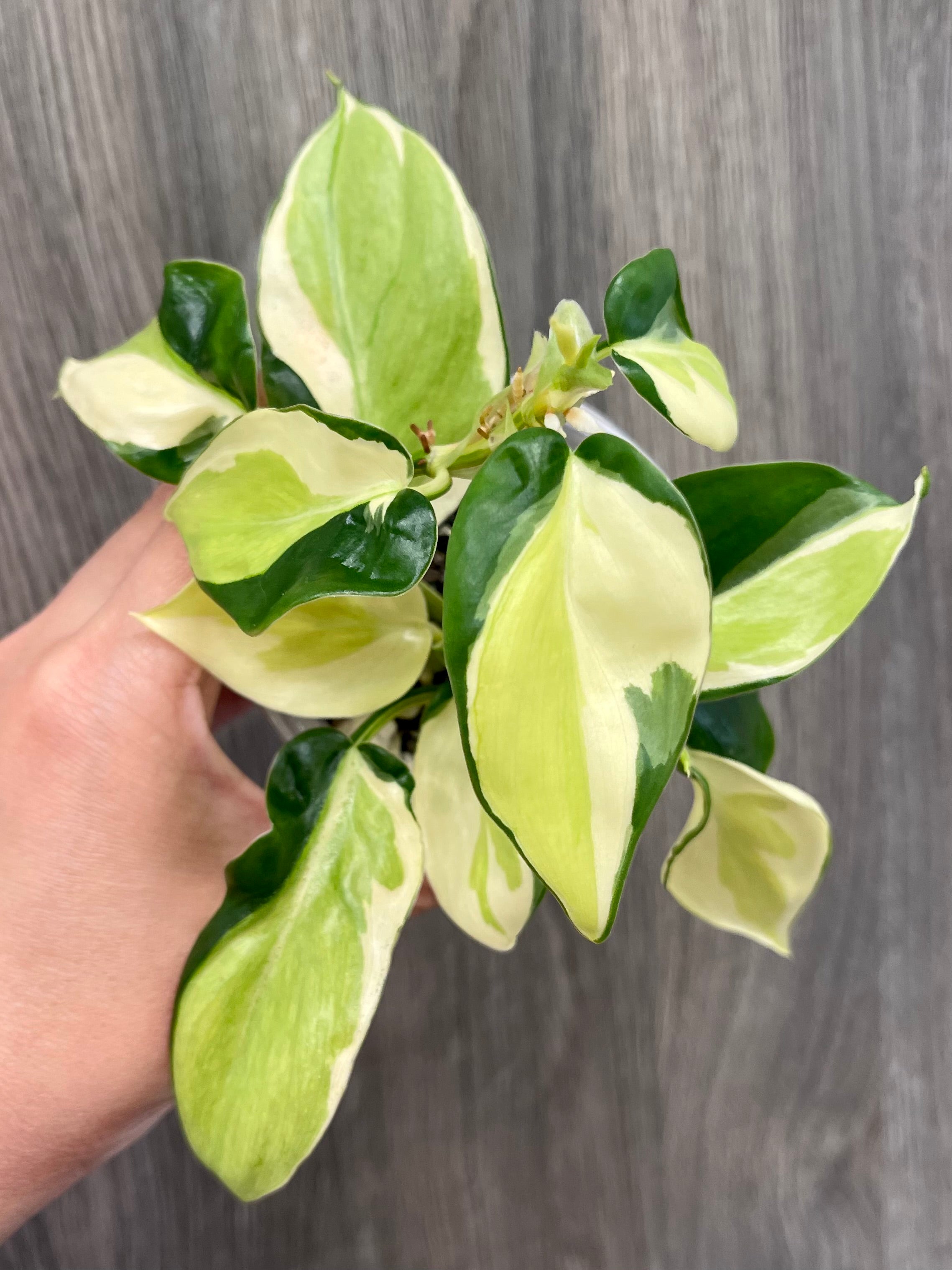 Philodendron Gabby A