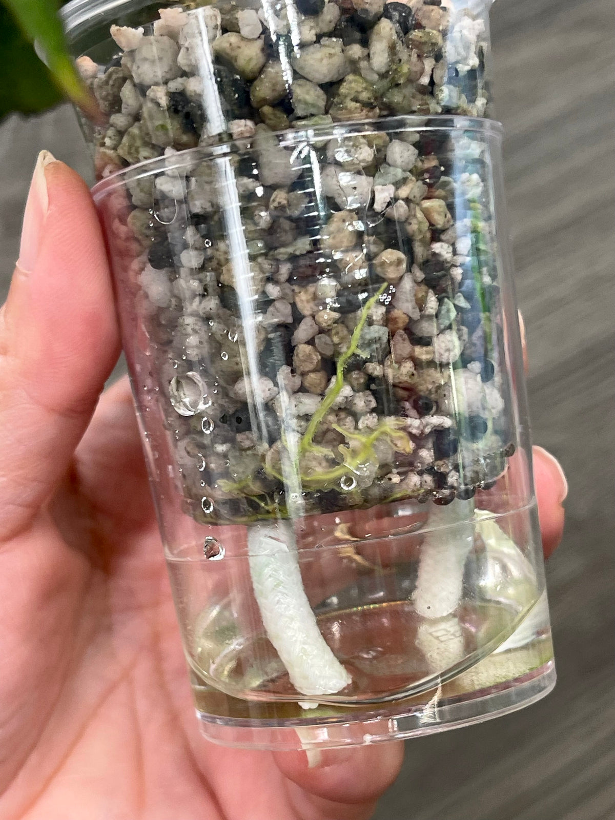 Hoya Undulata Silver (Clone 2)