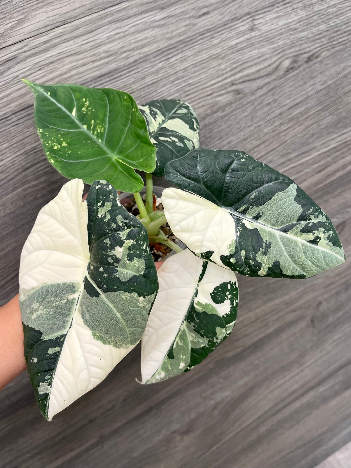 Alocasia Maharani Variegated