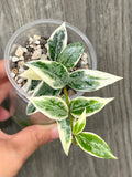 Hoya Lacunosa Lumina