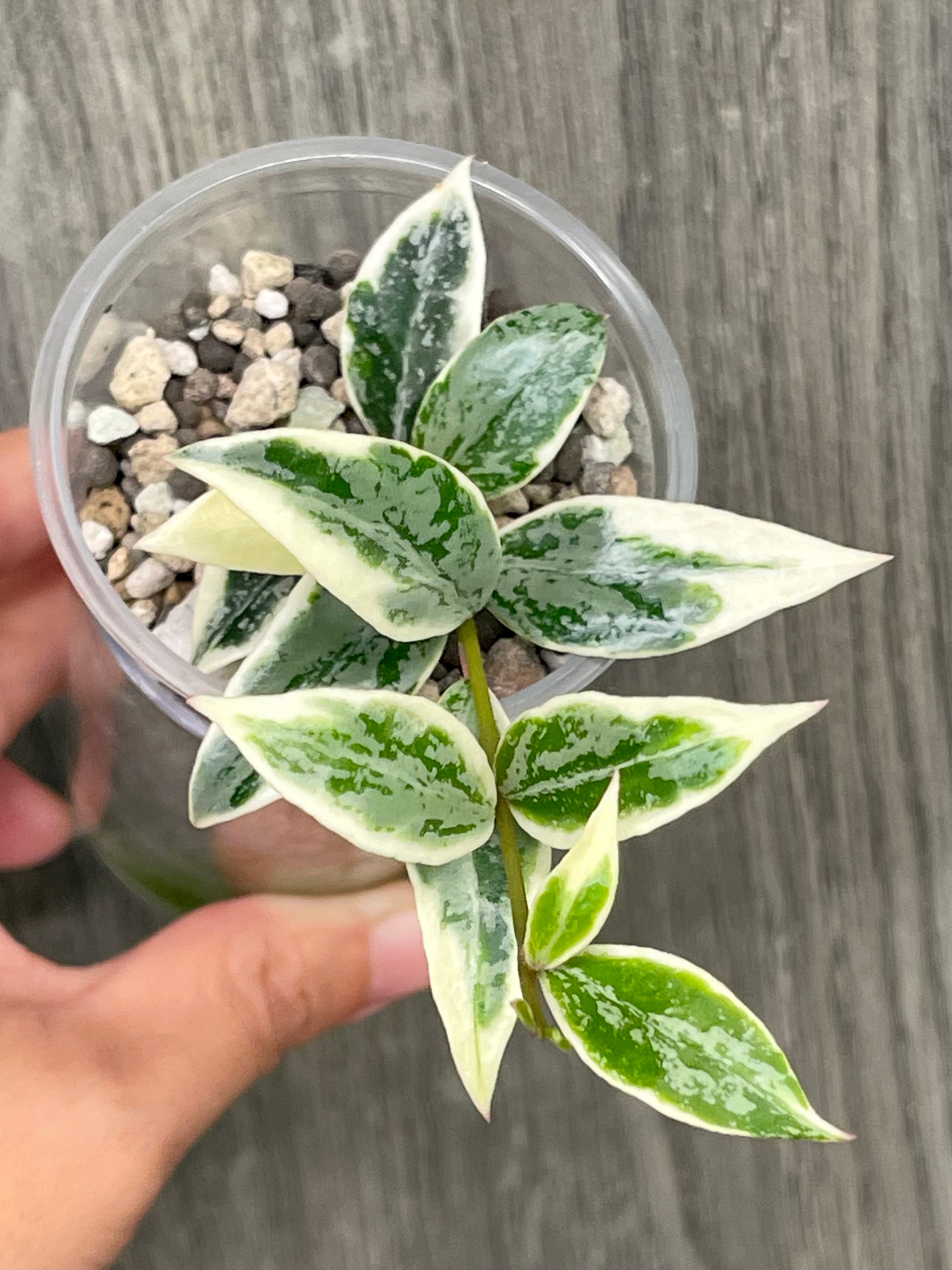 Hoya Lacunosa Lumina
