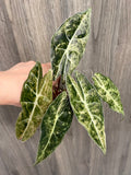 Alocasia Black Satun Pink Stardust