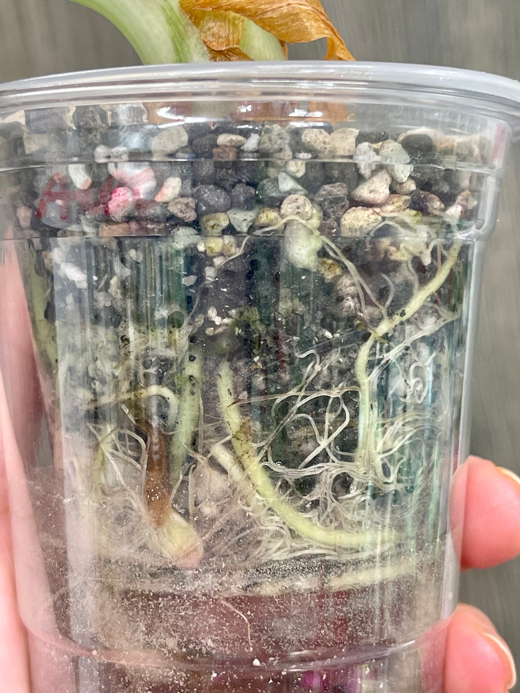 Alocasia Black Velvet Albo A