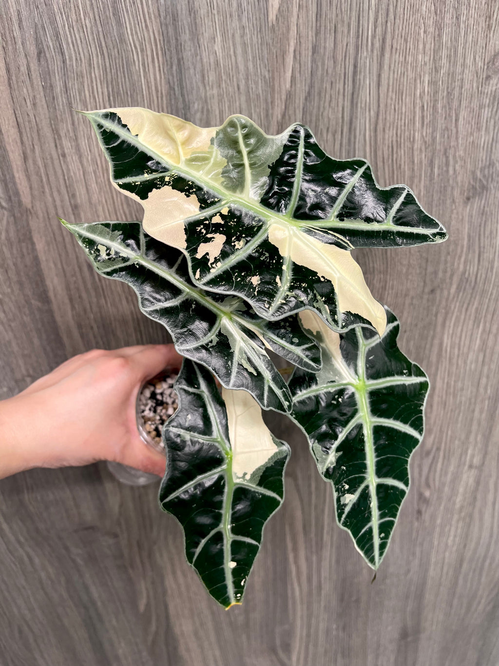 Alocasia Polly Pink