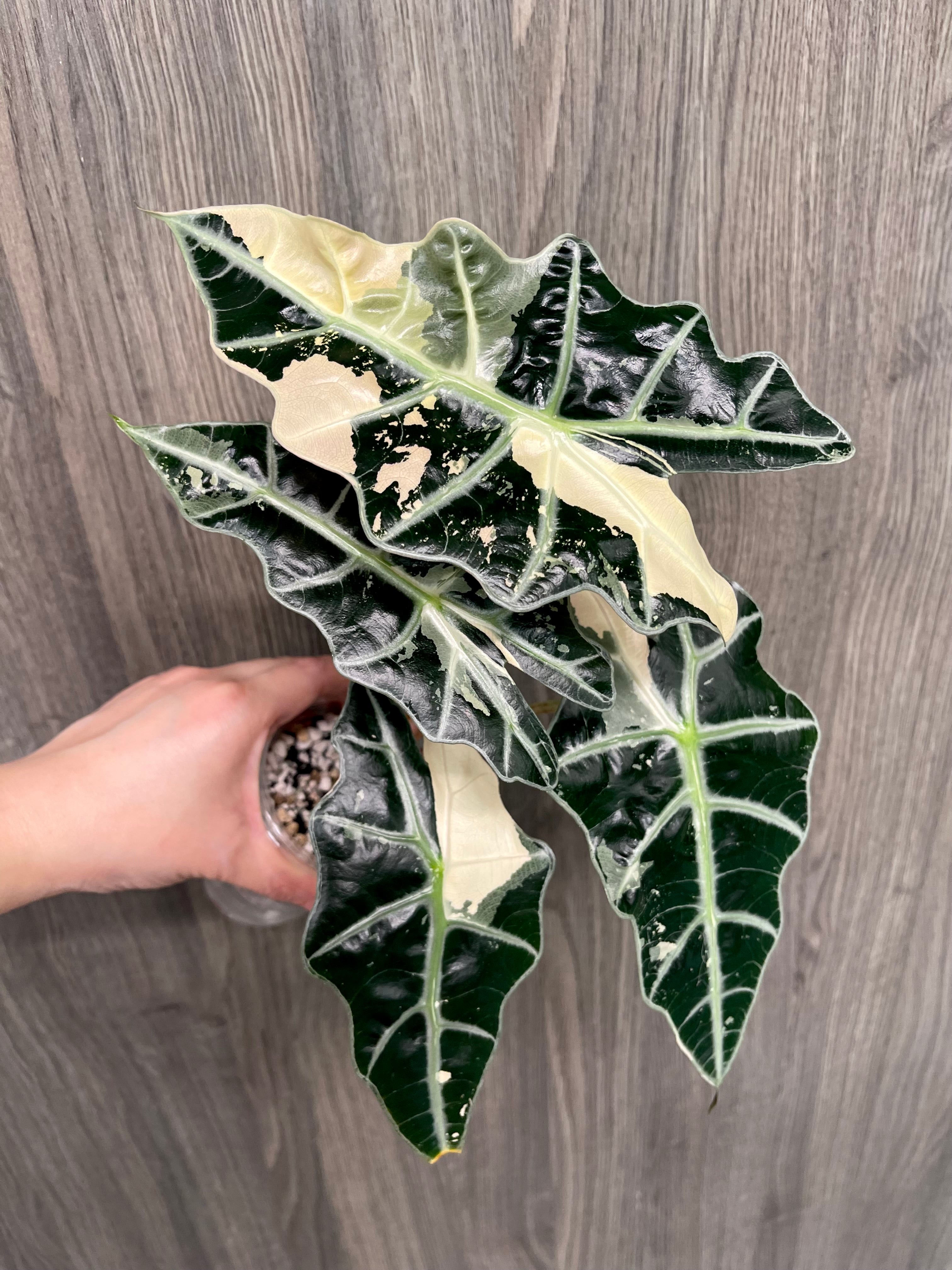 Alocasia Polly Pink