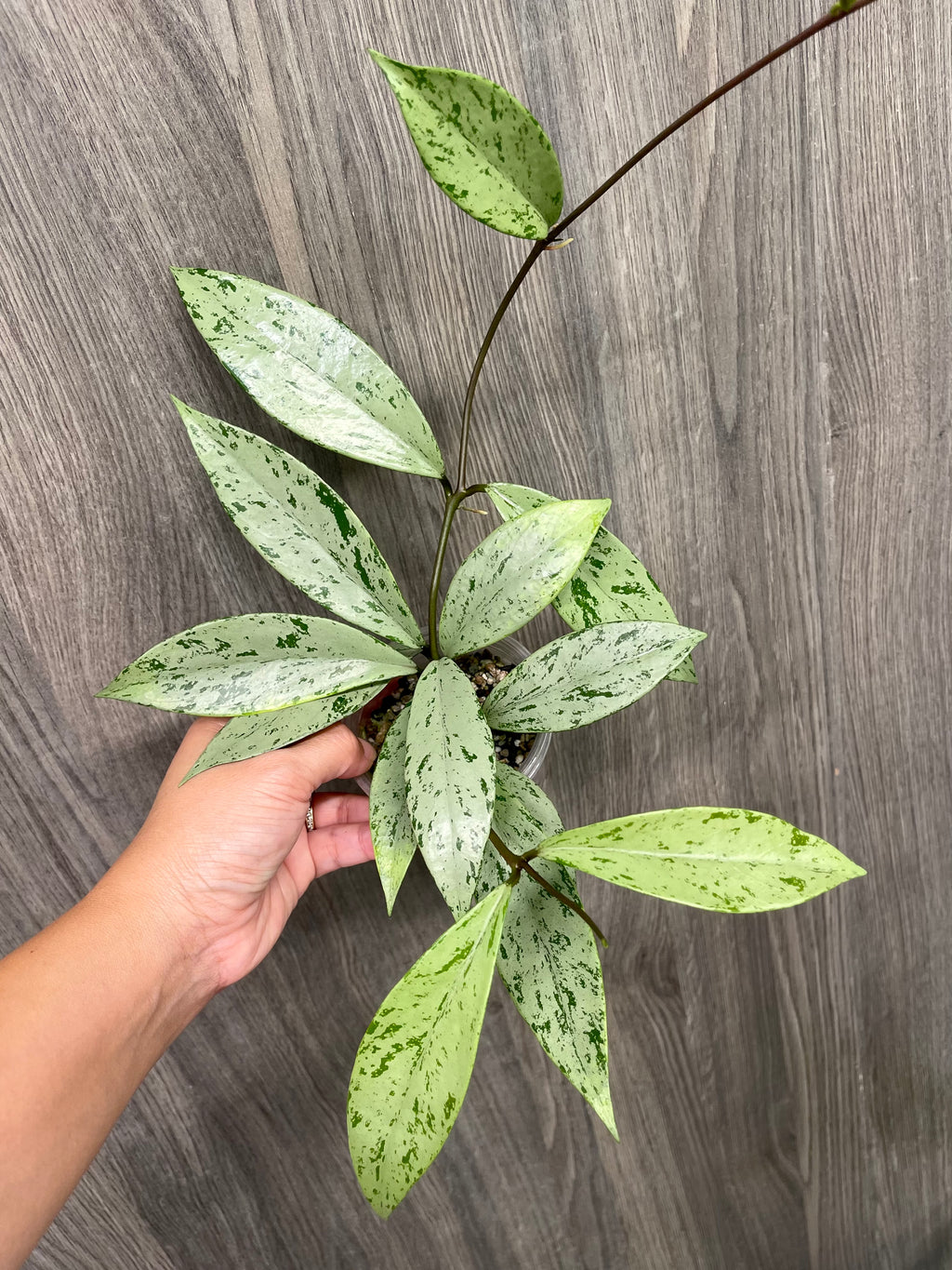 Hoya Pubicalyx Pink Silver Ghost B
