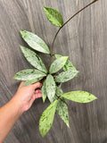 Hoya Pubicalyx Pink Silver Ghost B