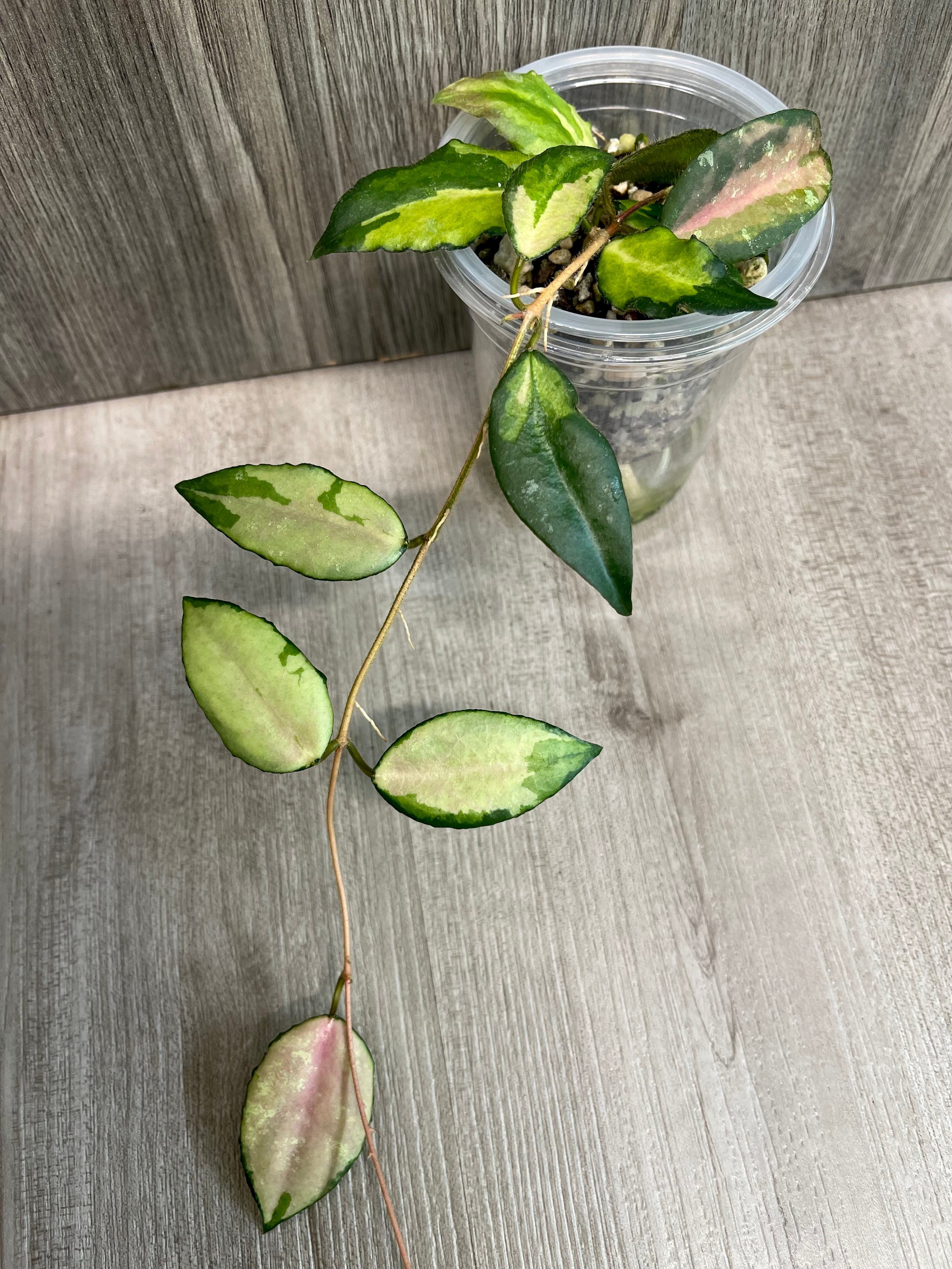 Hoya Caudata Variegated B