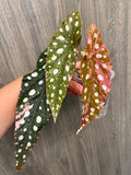 Begonia Maculata Pink A