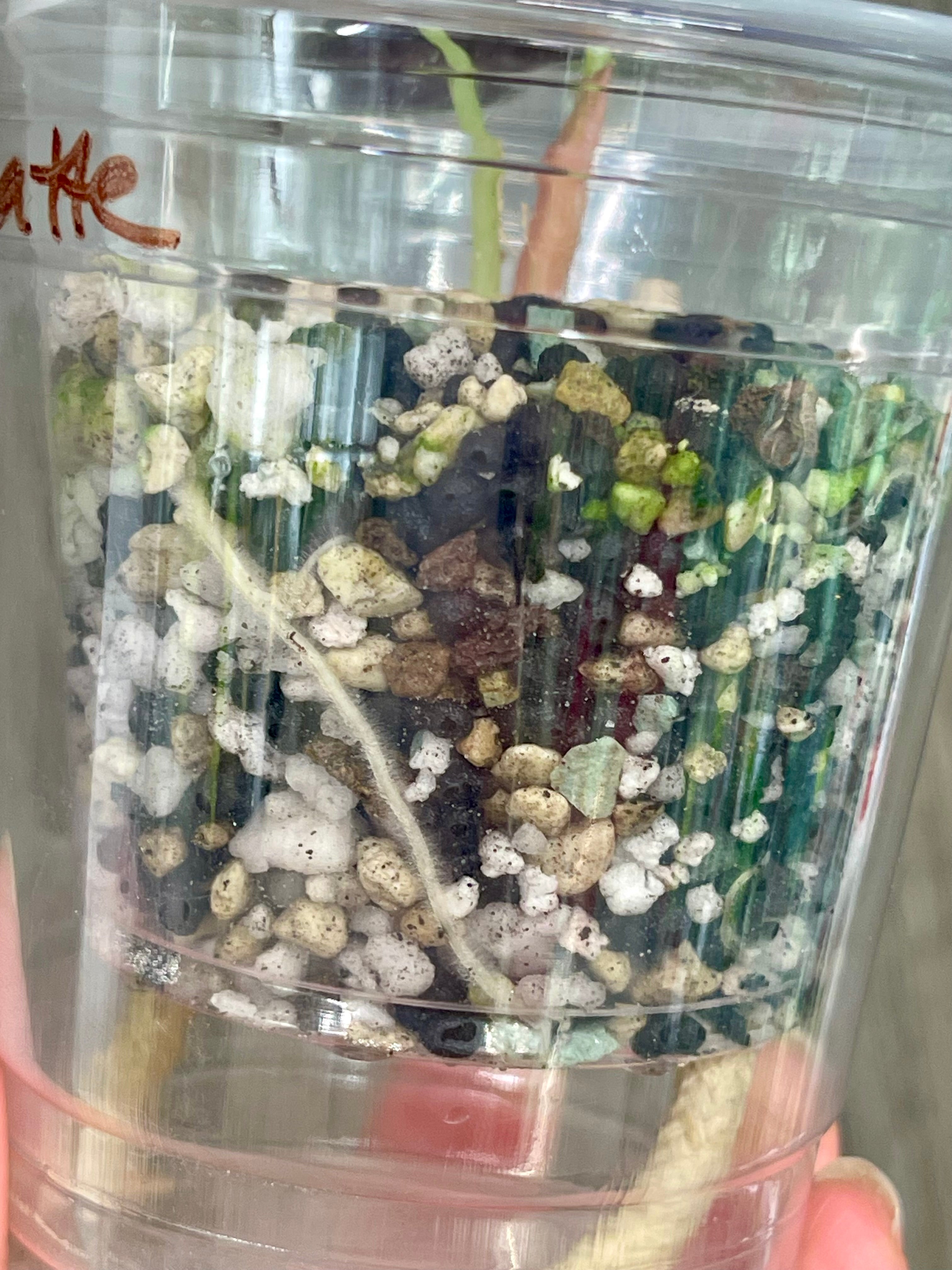 Alocasia Cuprea Latte