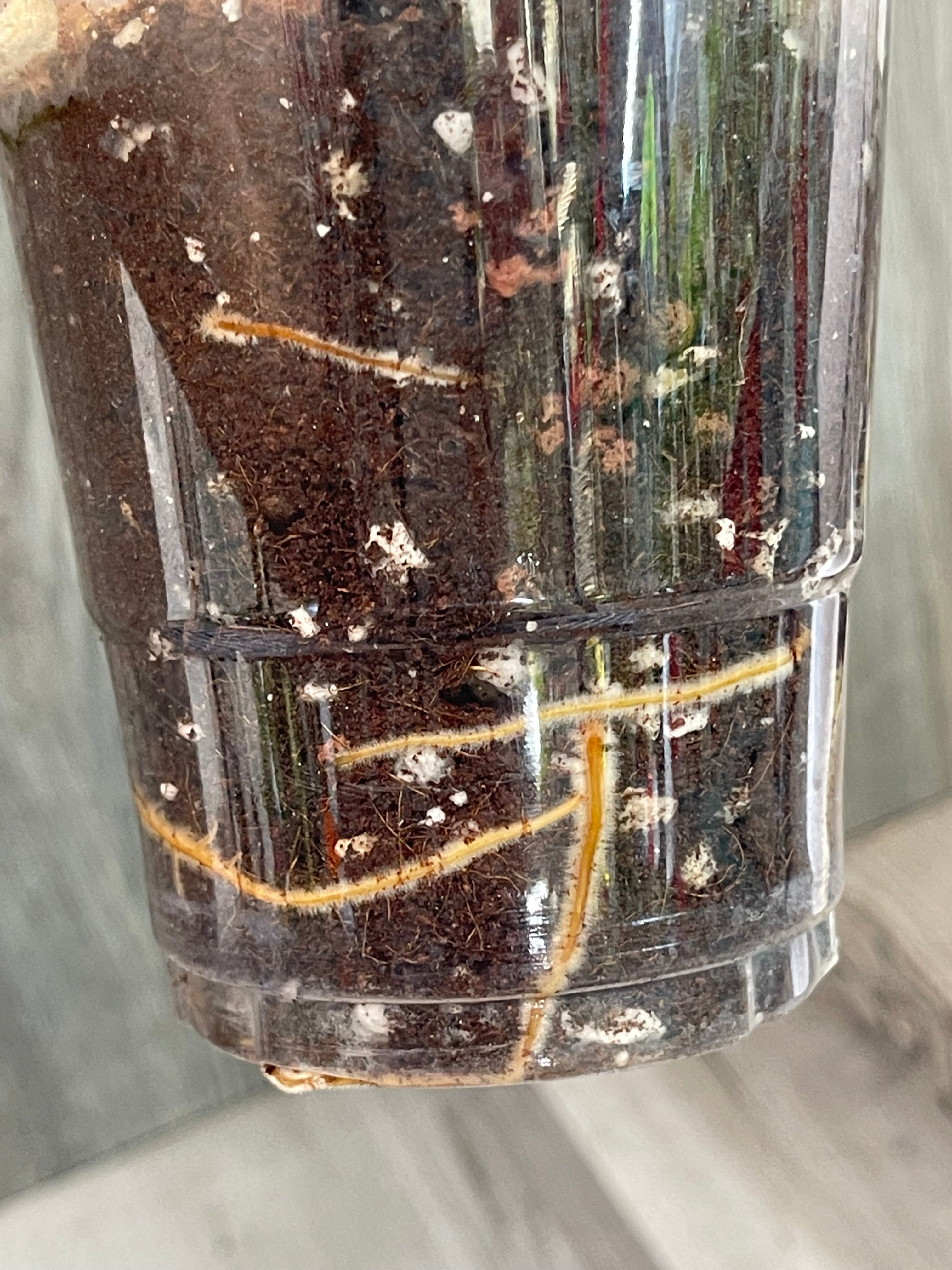 Philo White Princess Aurea B