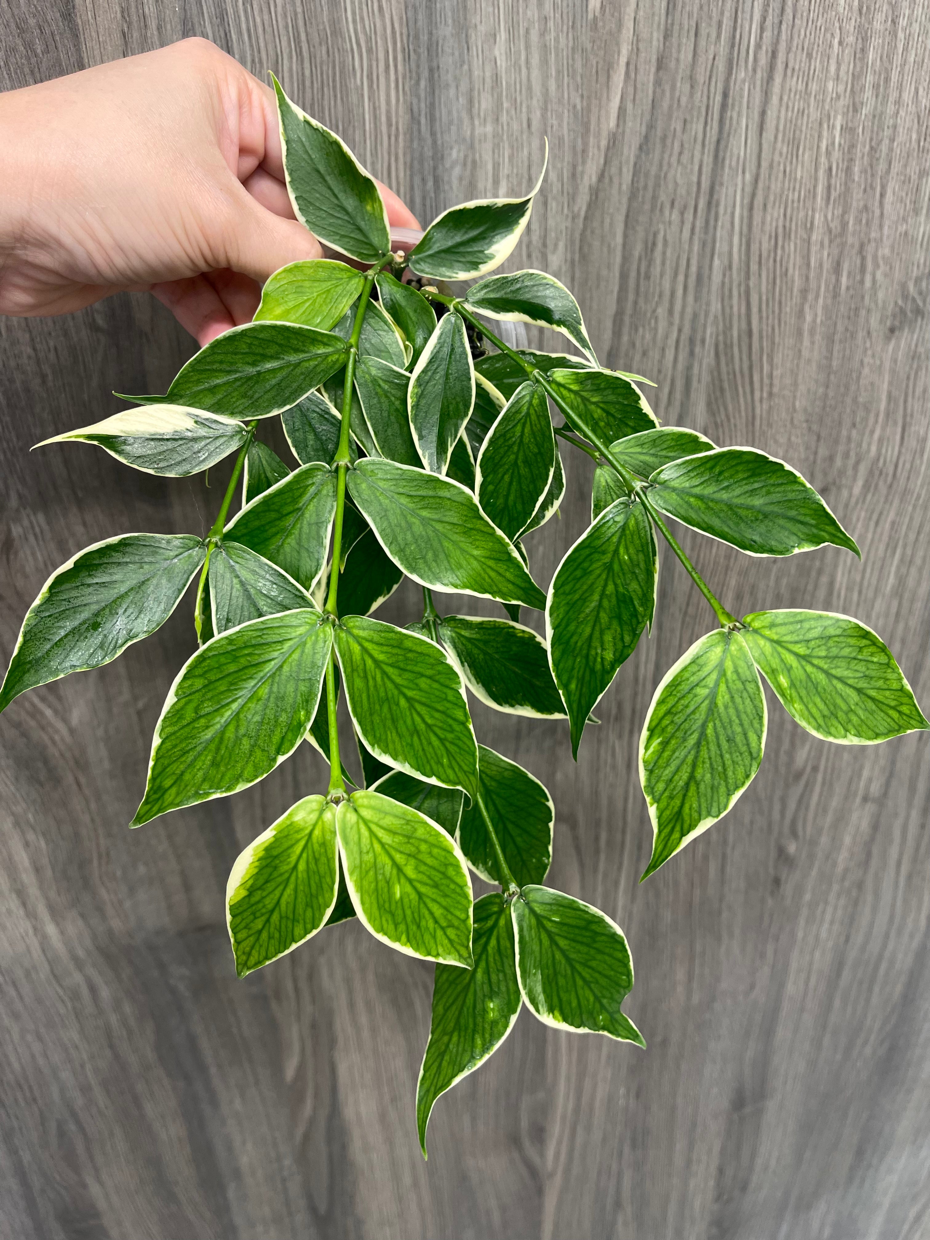 Hoya Polyneura Outer Variegated