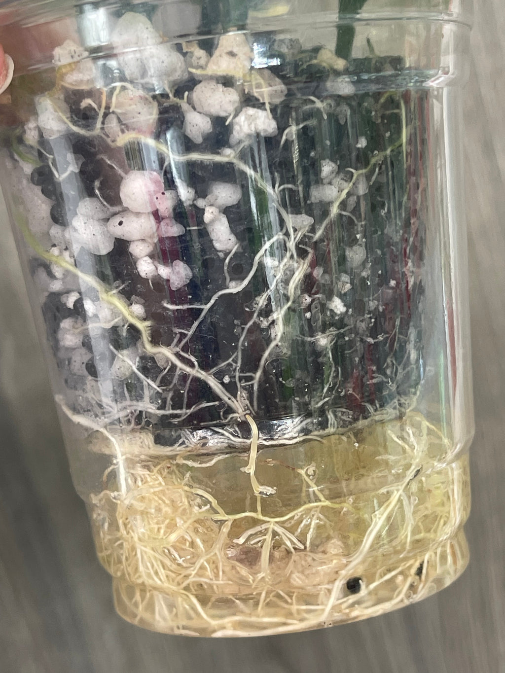 Hoya Polyneura Outer Variegated