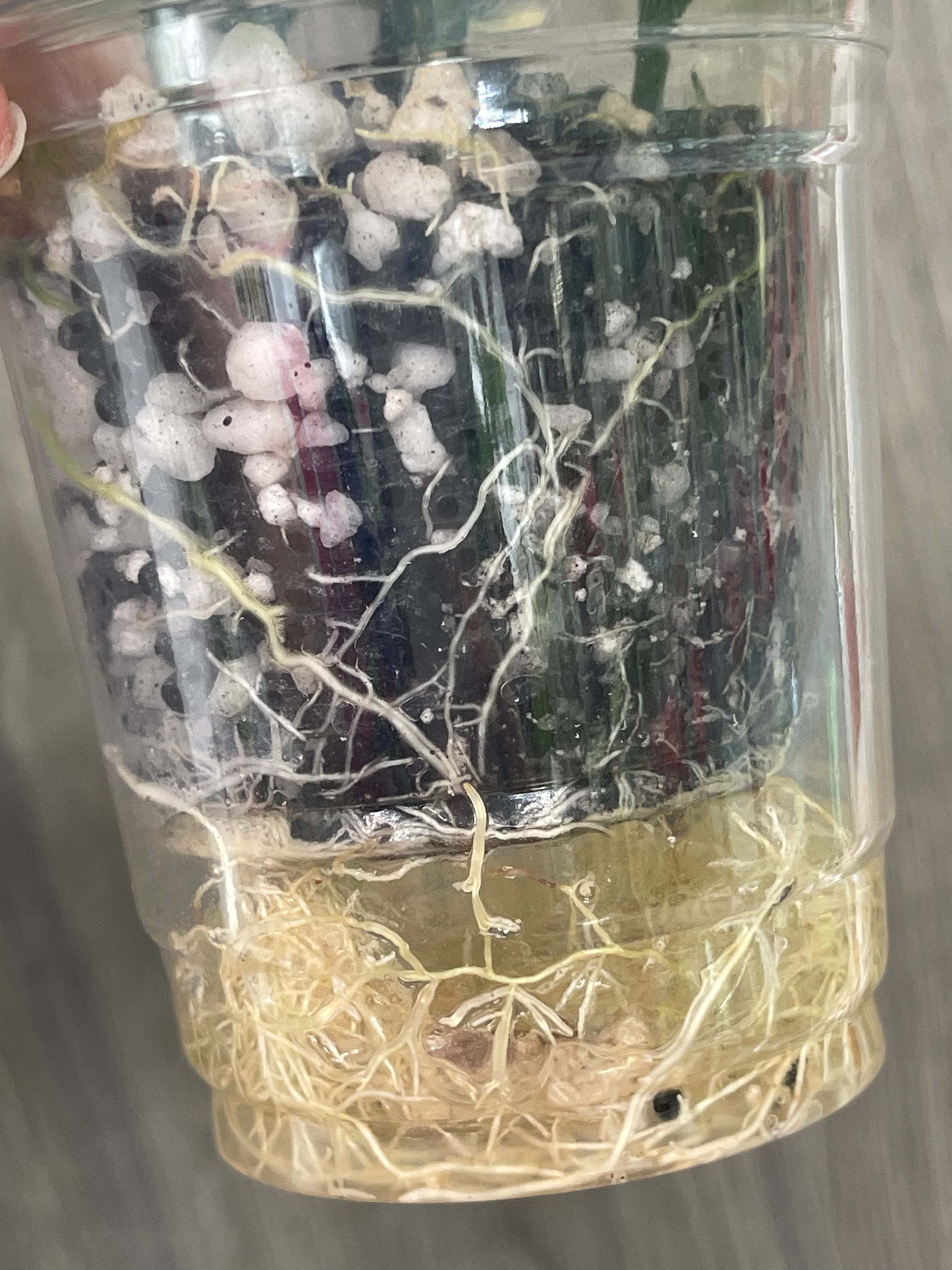 Hoya Polyneura Outer Variegated