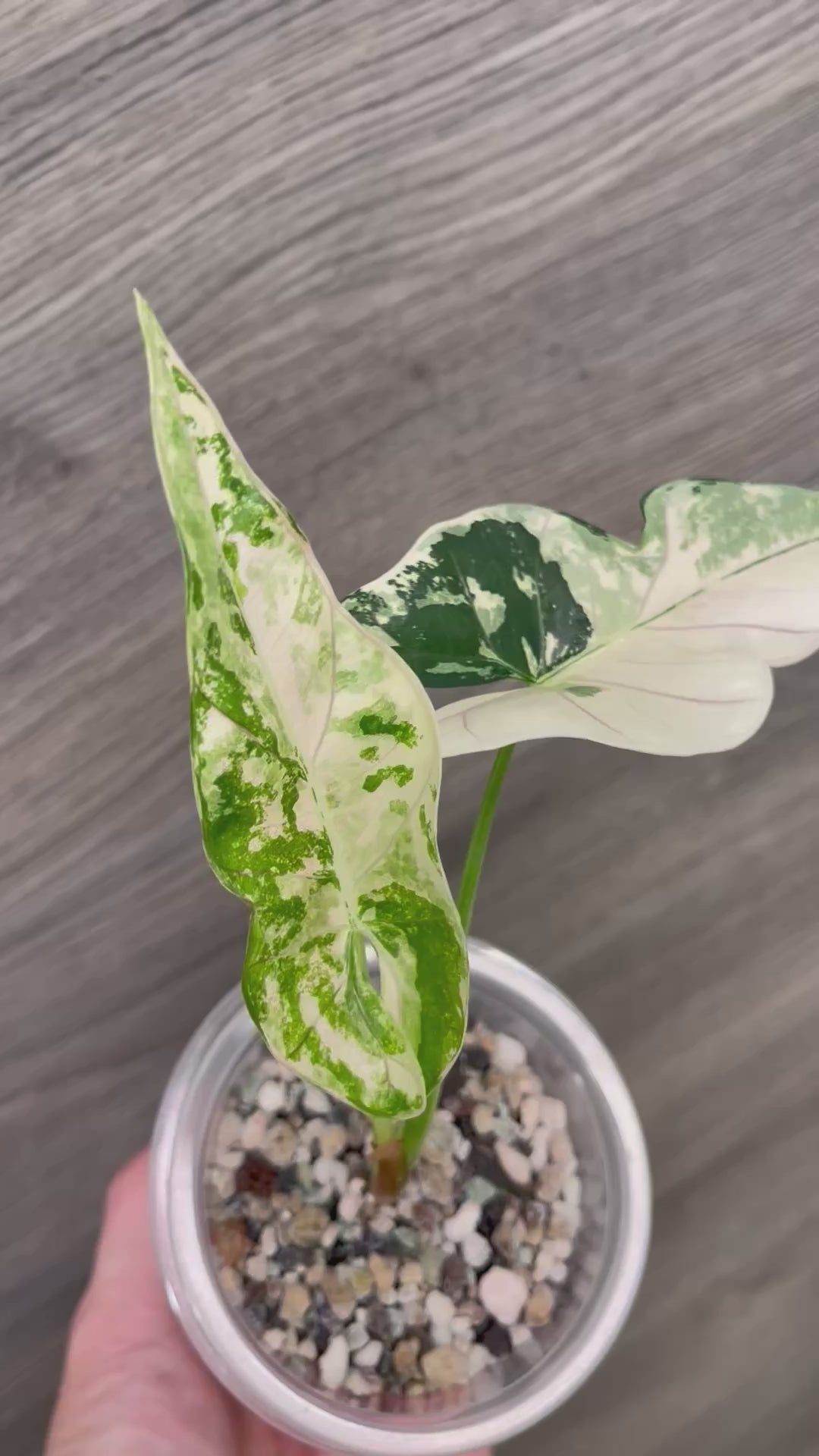 Alocasia Scabriuscula Pink Albo D