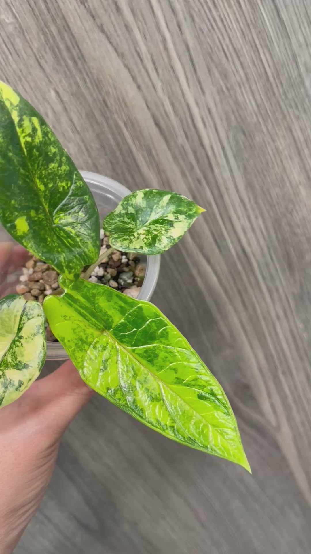 Alocasia Scalprum Bright Aurea