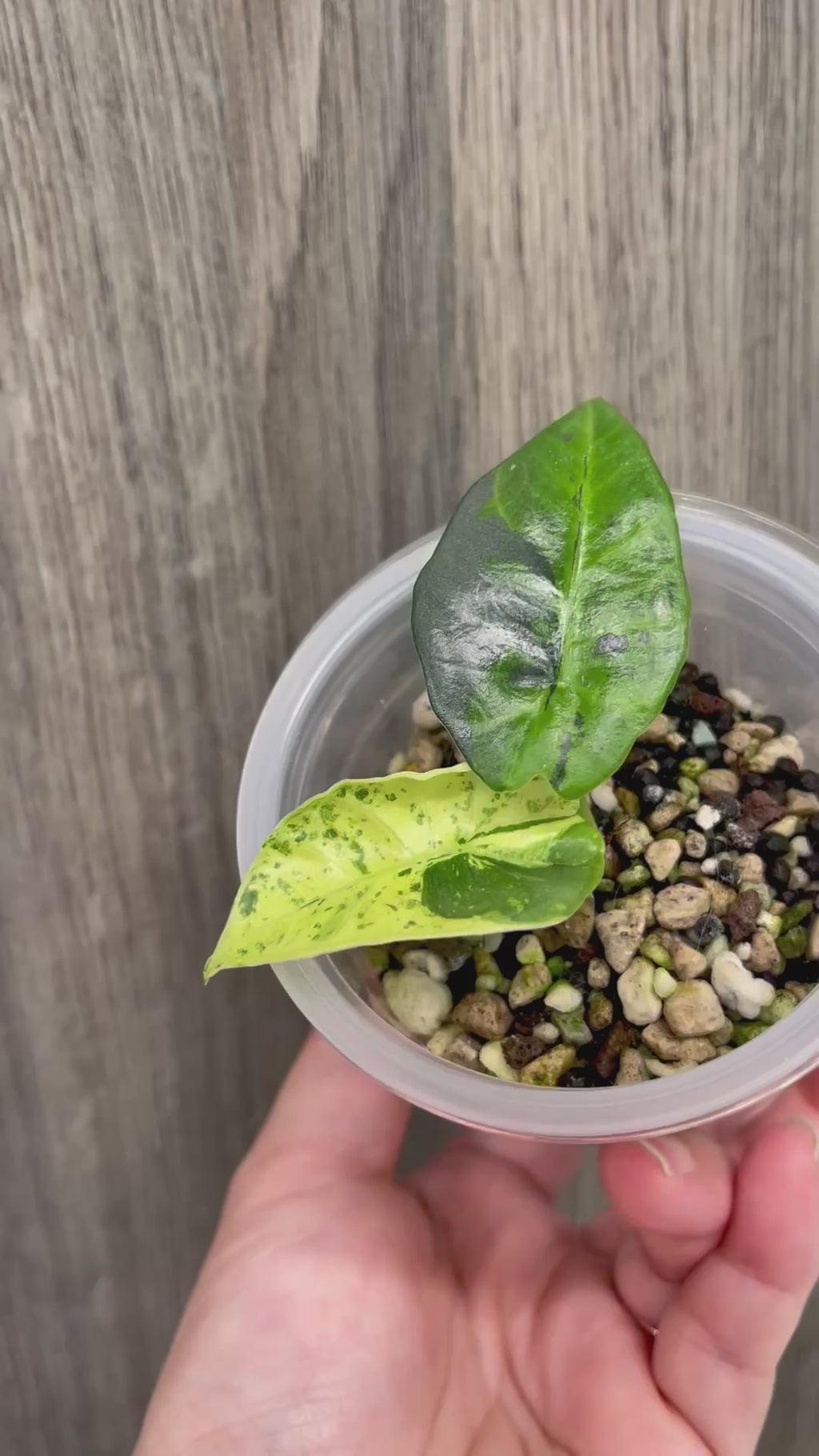Alocasia Sintang Aurea