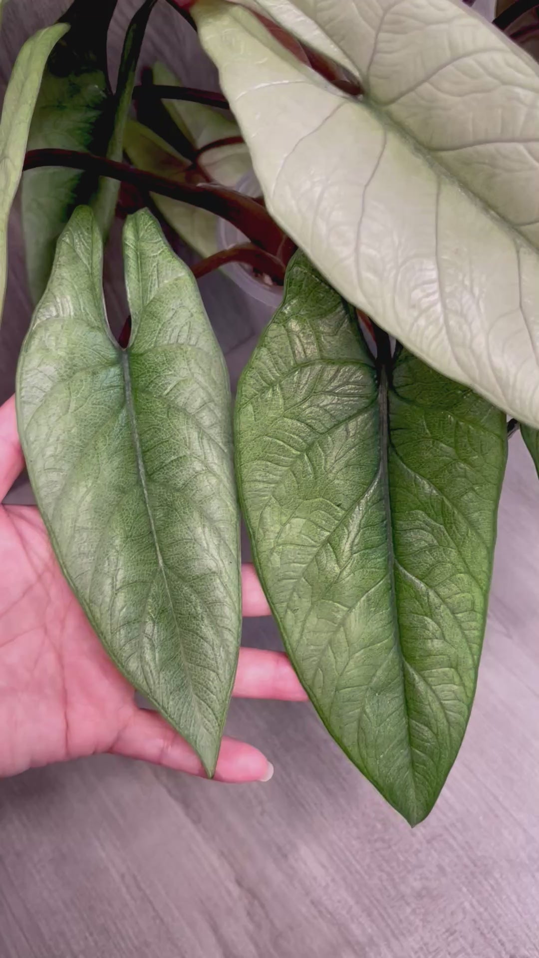 Alocasia Scalprum Mint