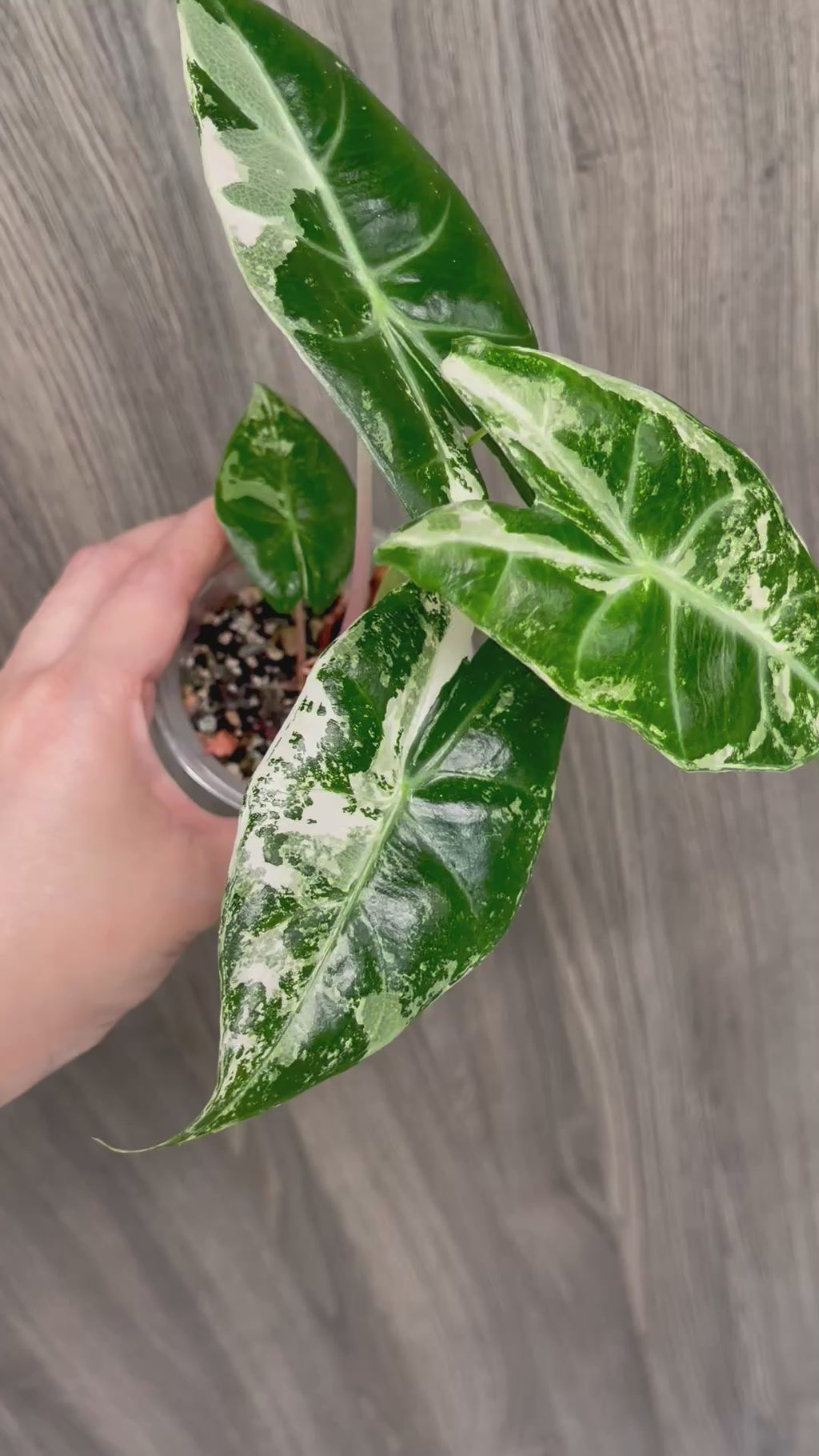 Alocasia Pink Dragon Albo