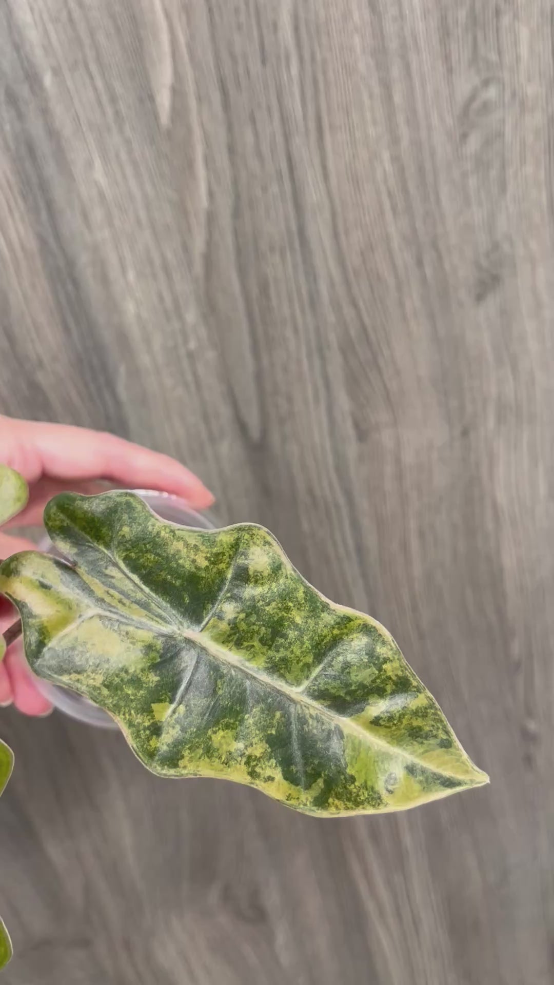 Alocasia Pseudo Aurea C