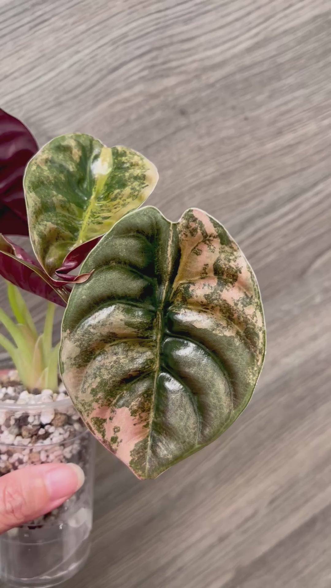 Alocasia Cuprea Latte A