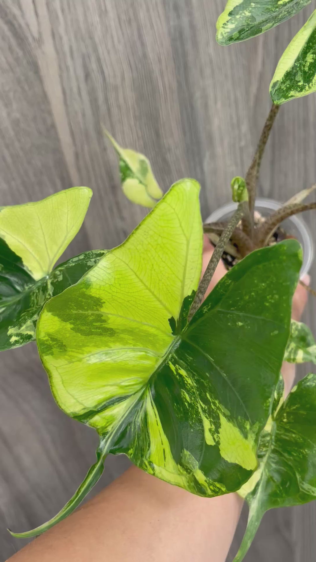 Alocasia Stingray Lime B