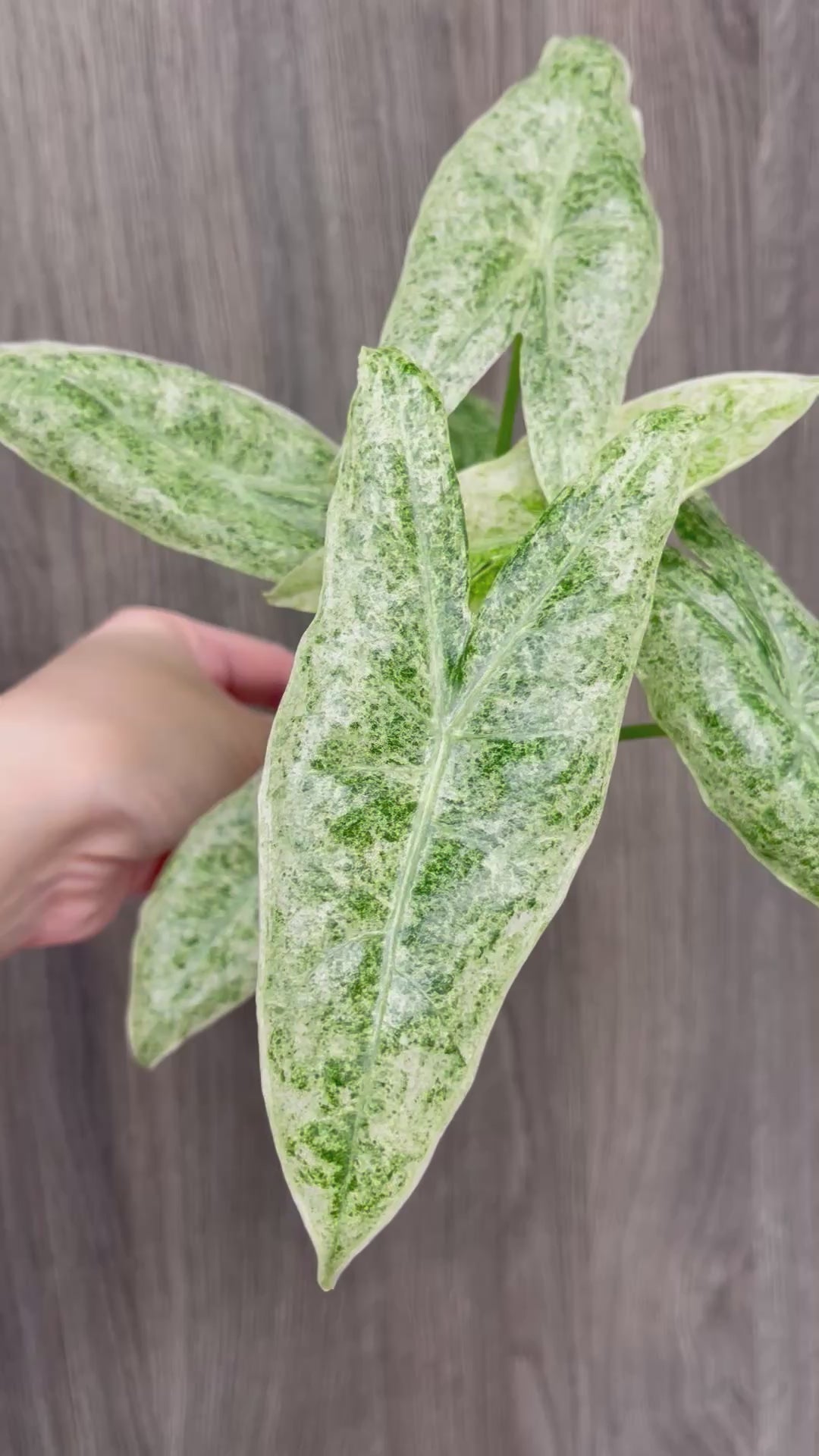 Alocasia Longiloba Mint Marble
