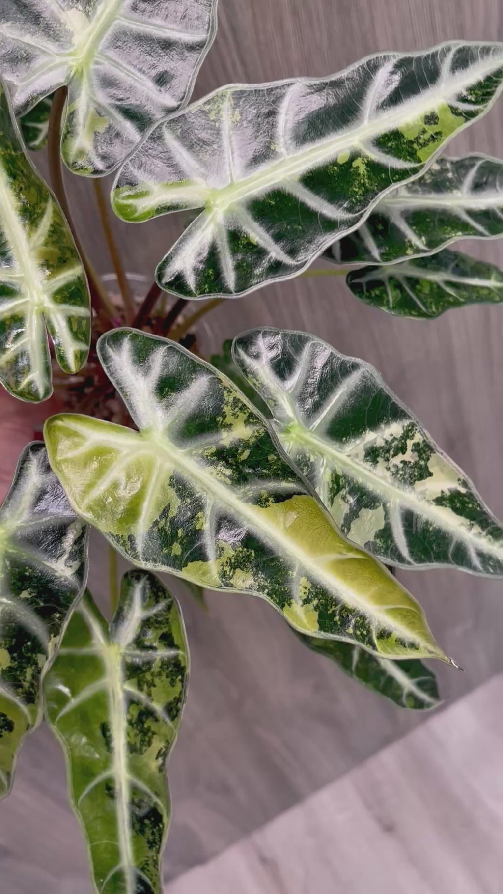 Alocasia Bambino Yellow Indo A
