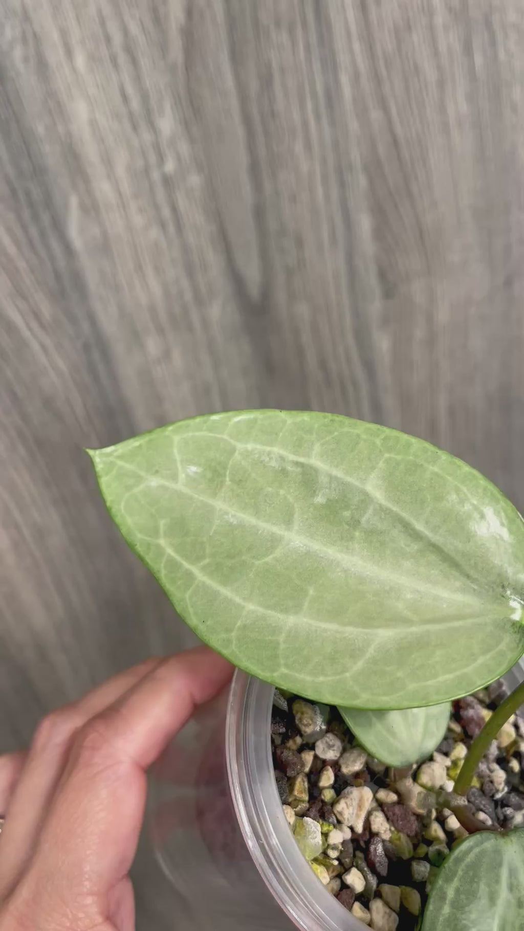 Hoya Latifolia Silver