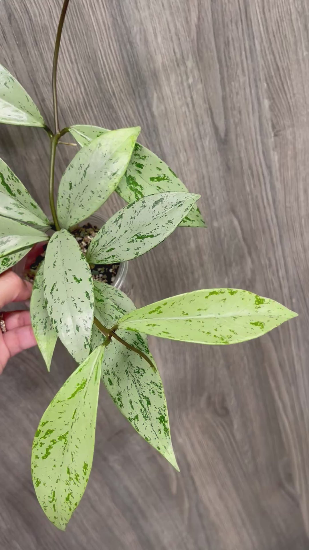 Hoya Pubicalyx Pink Silver Ghost B