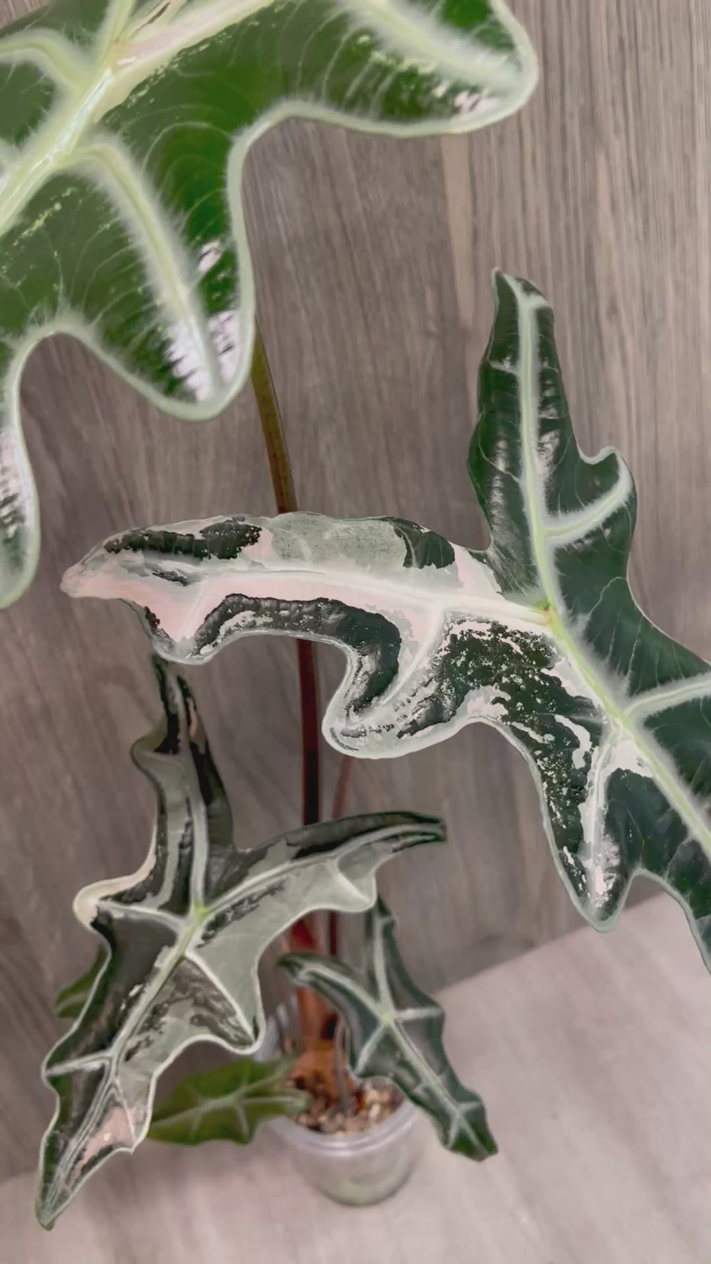 Alocasia Nobilis Pink C